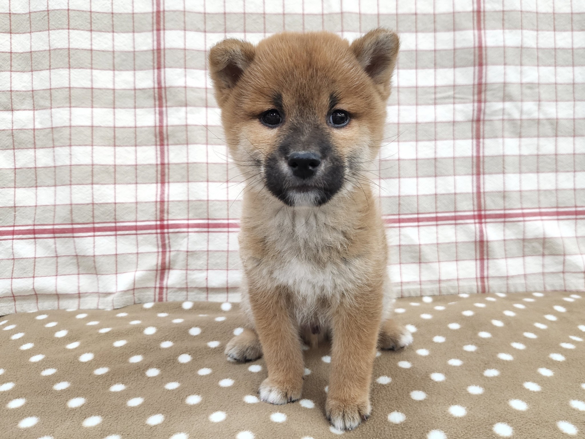 奈良県の柴犬(標準サイズ) (マルエスペット いかるが店/2025年9月22日生まれ/男の子/赤)の子犬の1枚目の画像