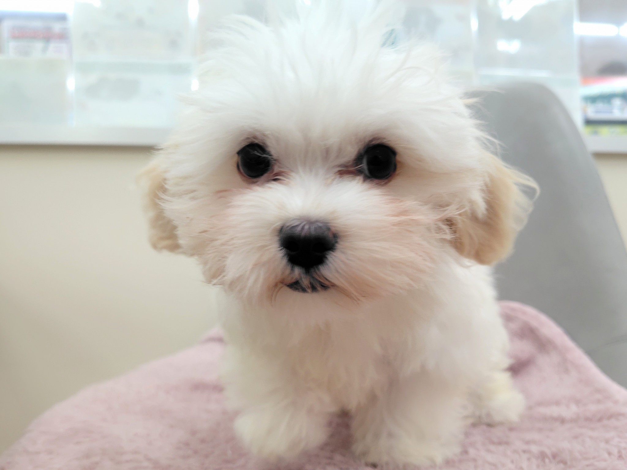 静岡県のマルズー/マルシーズ(マルチーズ×シーズー) (マルエスペット清水駒越店/2025年7月19日生まれ/女の子/ゴールドホワイト)の子犬の4枚目の画像