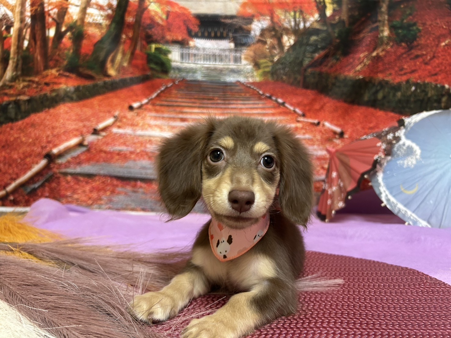 静岡県のミニチュアダックスフンド(ロング) (マルエスペット富士店/2025年8月25日生まれ/女の子/チョコレートイエロー)の子犬の4枚目の画像