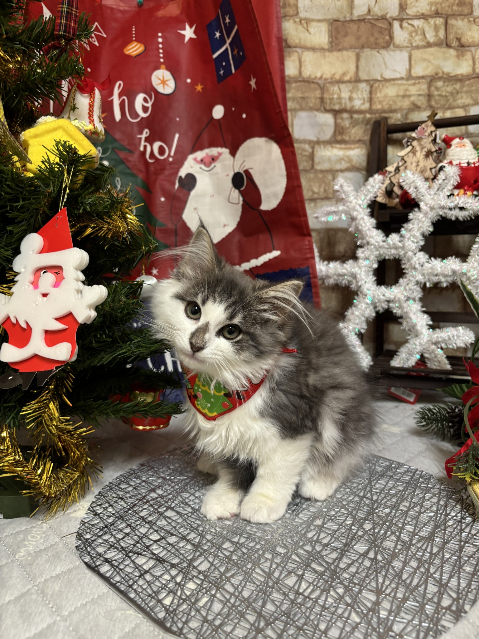 静岡県のノルウェージャンフォレストキャット (マルエスペット富士店/2025年8月20日生まれ/女の子/ブルークラシックタビー/ホワイト)の子猫の4枚目の画像