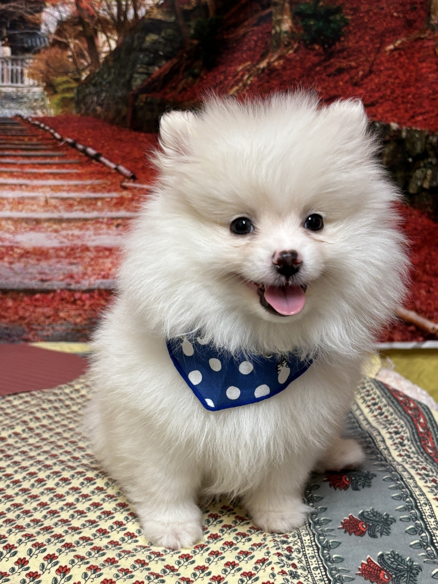 静岡県のポメラニアン (マルエスペット富士店/2025年9月6日生まれ/男の子/クリーム)の子犬の4枚目の画像