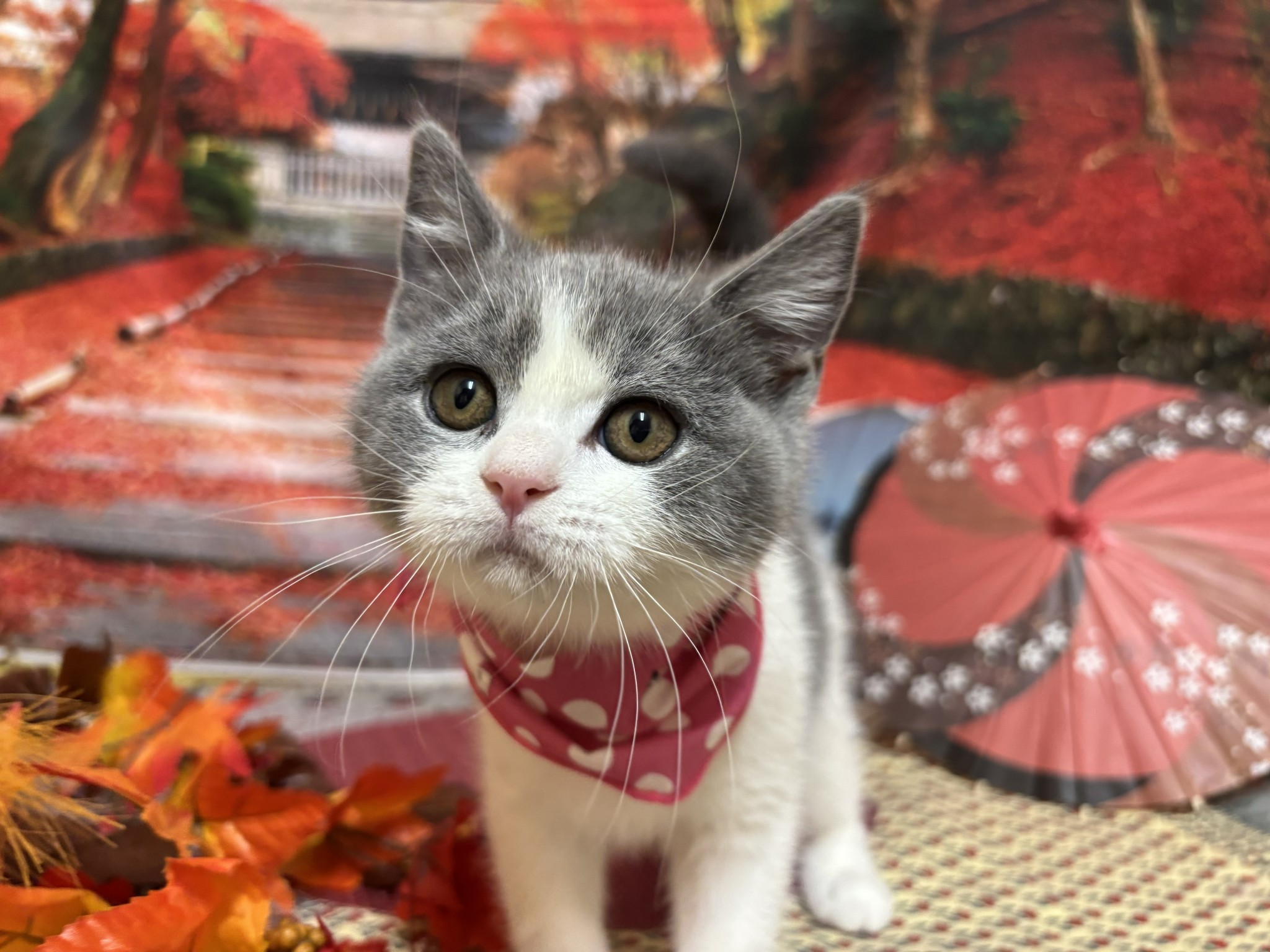 静岡県のブリティッシュショートヘアー (マルエスペット富士店/2025年8月26日生まれ/女の子/ブルーホワイト)の子猫の2枚目の画像