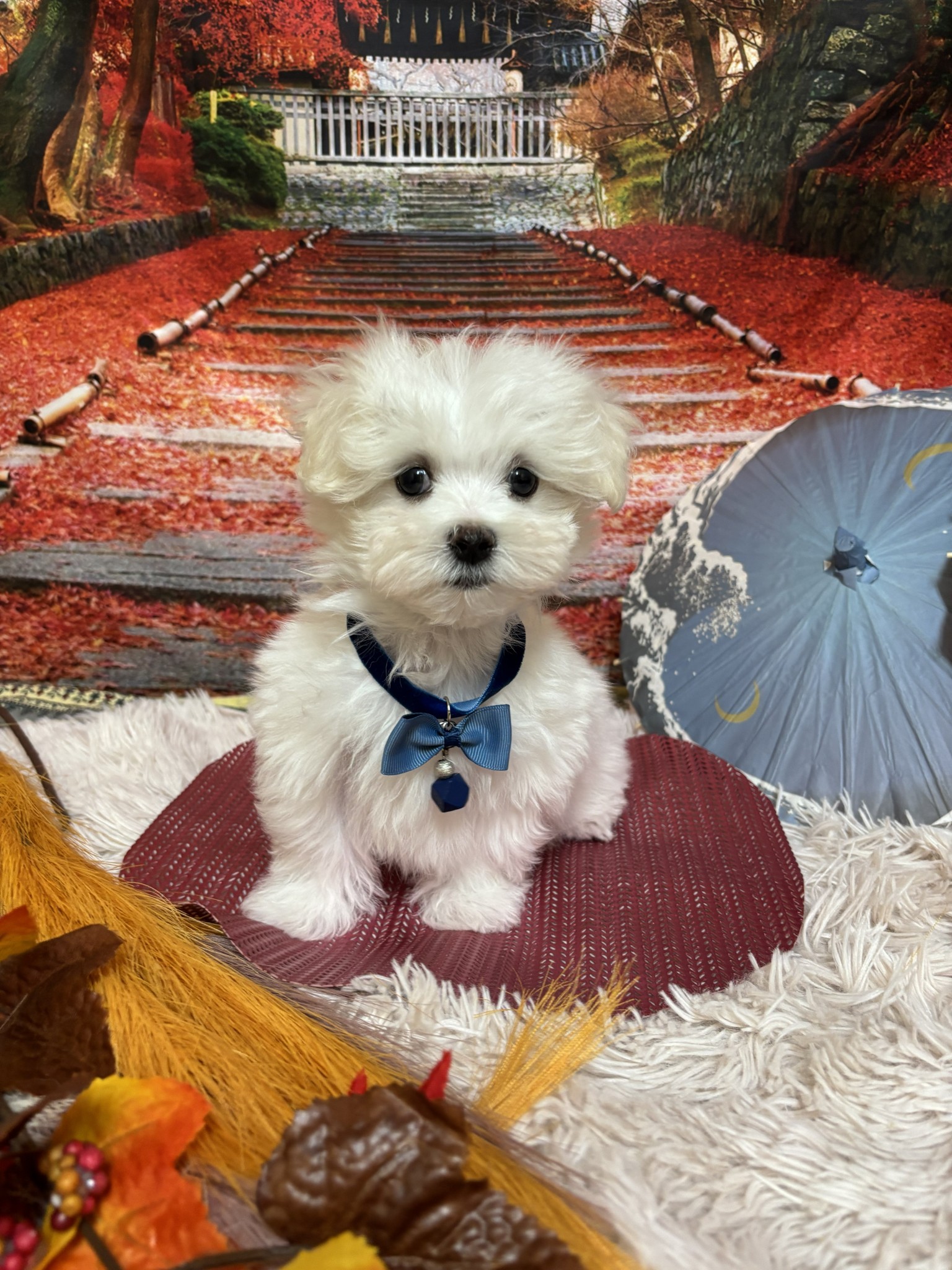 静岡県のマルチーズ (マルエスペット富士店/2025年9月14日生まれ/男の子/ホワイト)の子犬の4枚目の画像