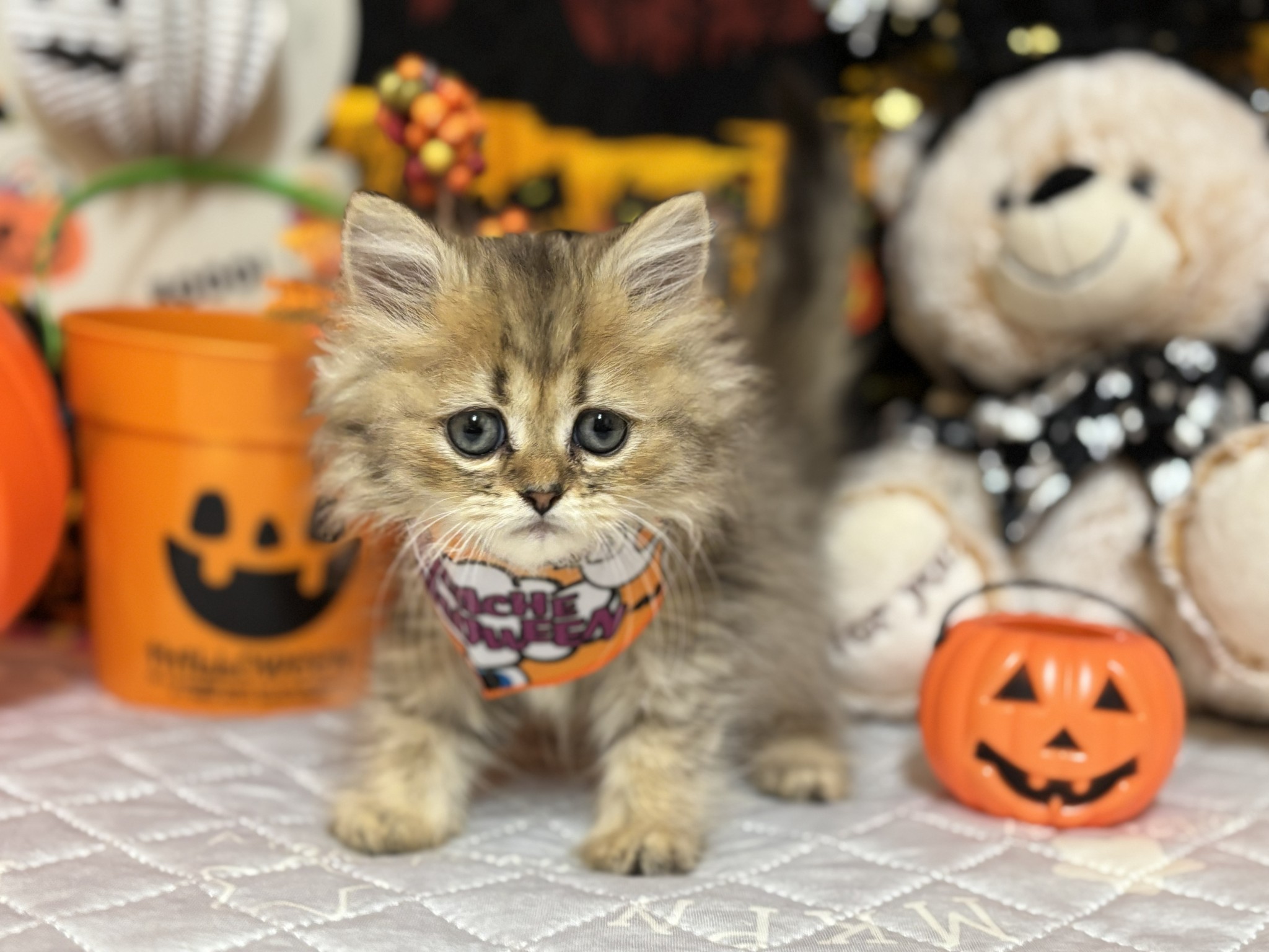 静岡県のペルシャ (マルエスペット富士店/2025年8月22日生まれ/女の子/チンチラゴールデン)の子猫の4枚目の画像