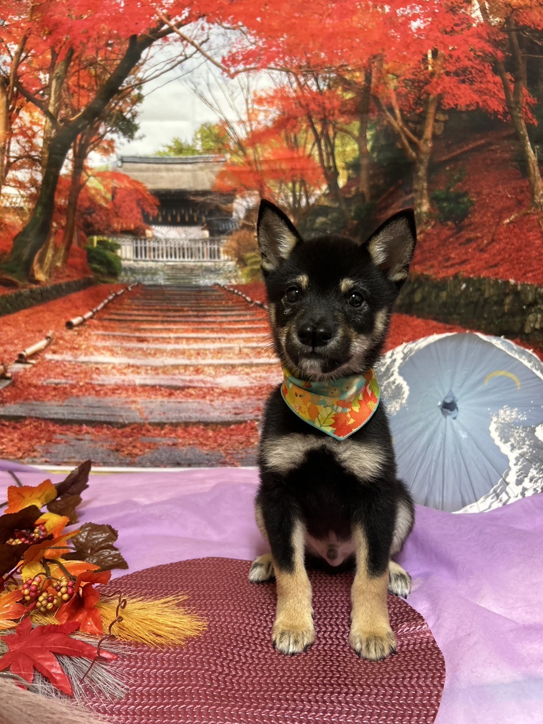 静岡県の豆柴 (マルエスペット富士店/2025年8月3日生まれ/男の子/黒)の子犬の4枚目の画像