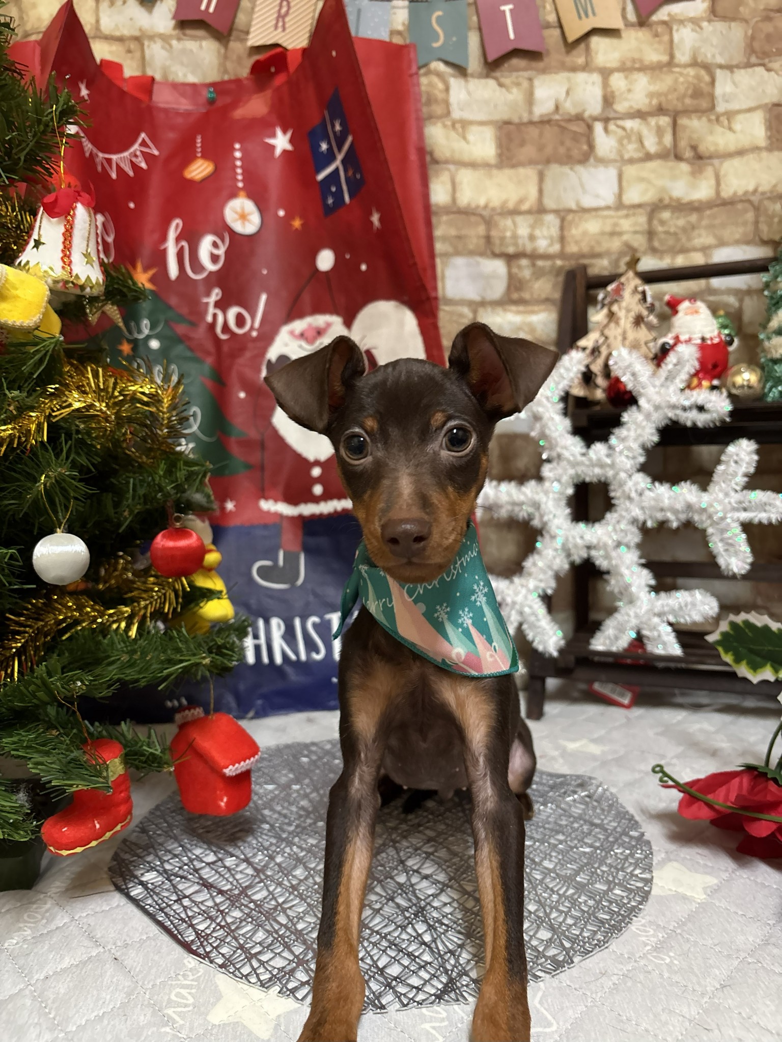 静岡県のミニチュアピンシャー (マルエスペット富士店/2025年8月27日生まれ/男の子/チョコレートタン)の子犬の4枚目の画像