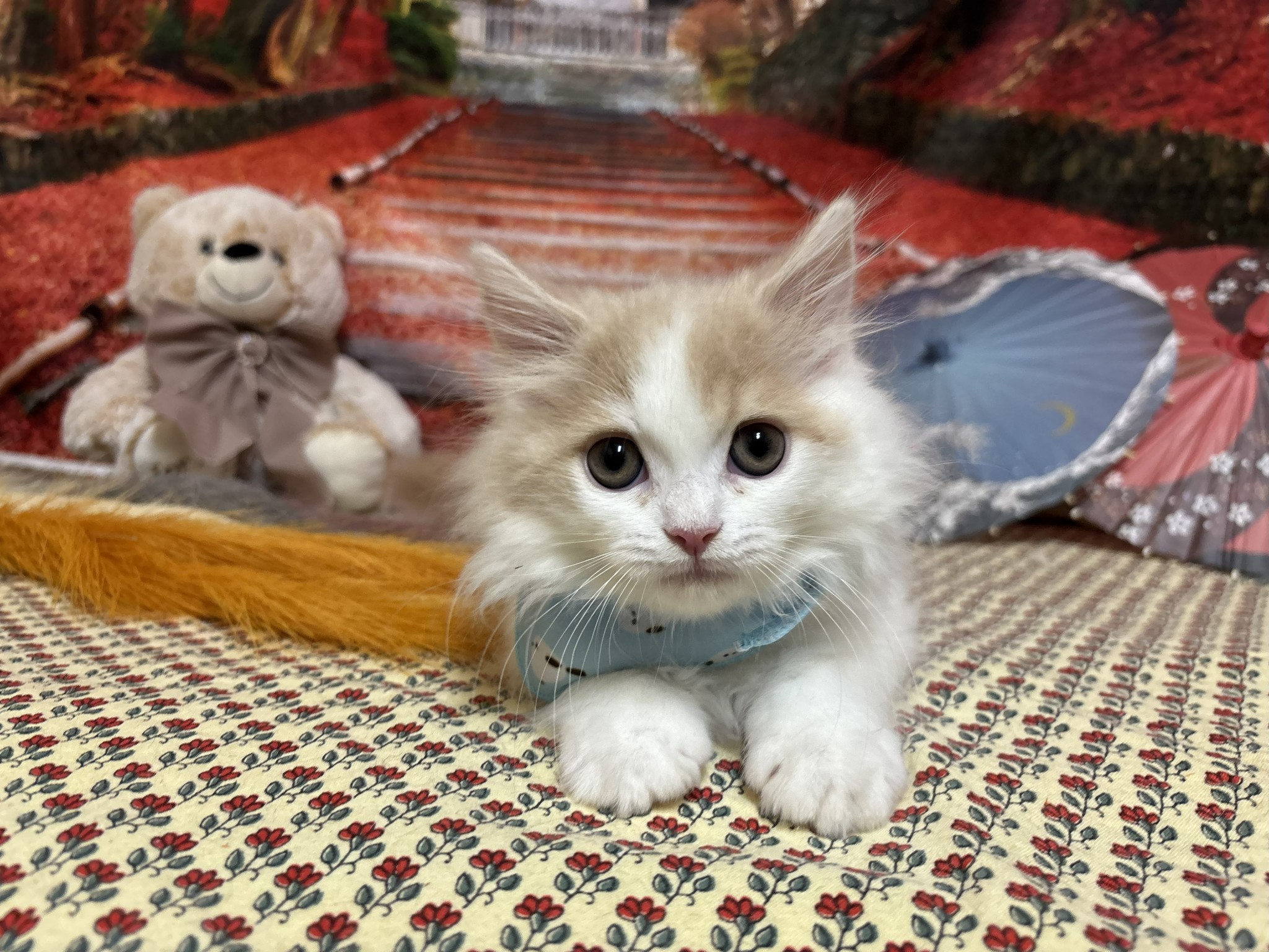 静岡県のスコティッシュフォールド (マルエスペット富士店/2025年8月30日生まれ/男の子/クリームタビーホワイト)の子猫の4枚目の画像