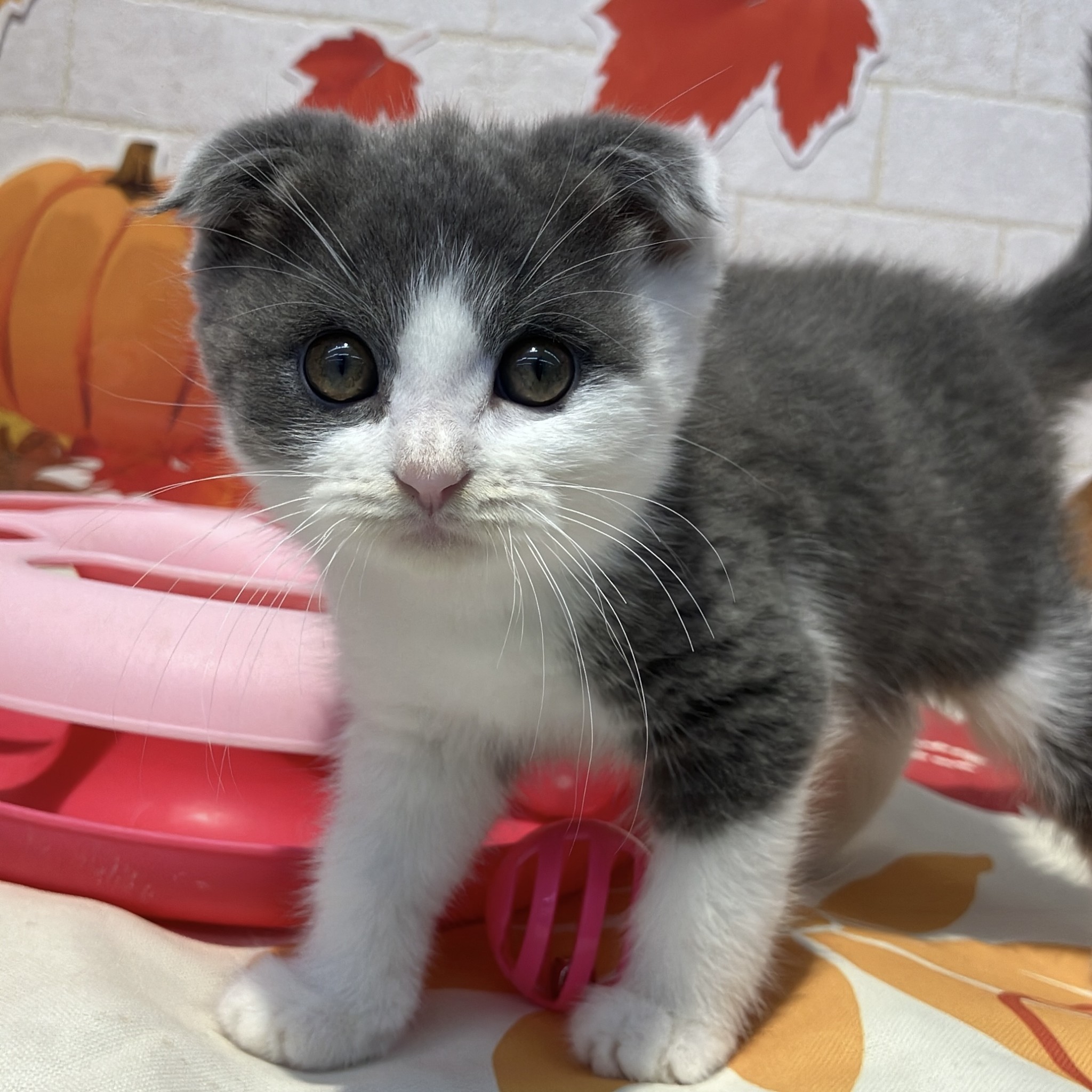 奈良県のスコティッシュフォールド (ペットアミ生駒店/2025年9月8日生まれ/男の子/ブルーホワイト)の子猫の4枚目の画像