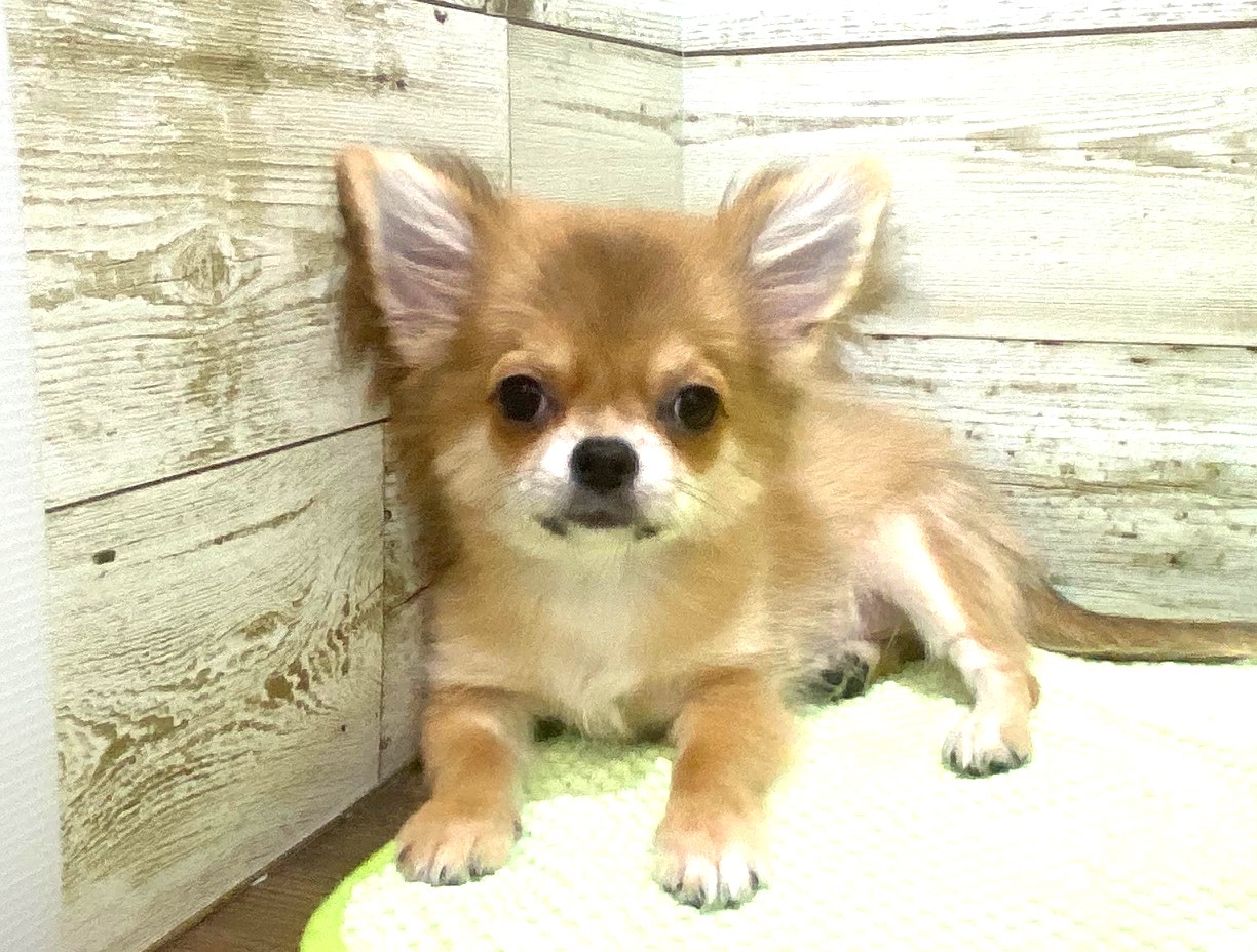 奈良県のチワワ(ロング) (マルエスペット ヒルステップ生駒店/2025年6月22日生まれ/男の子/フォーンホワイト)の子犬の4枚目の画像