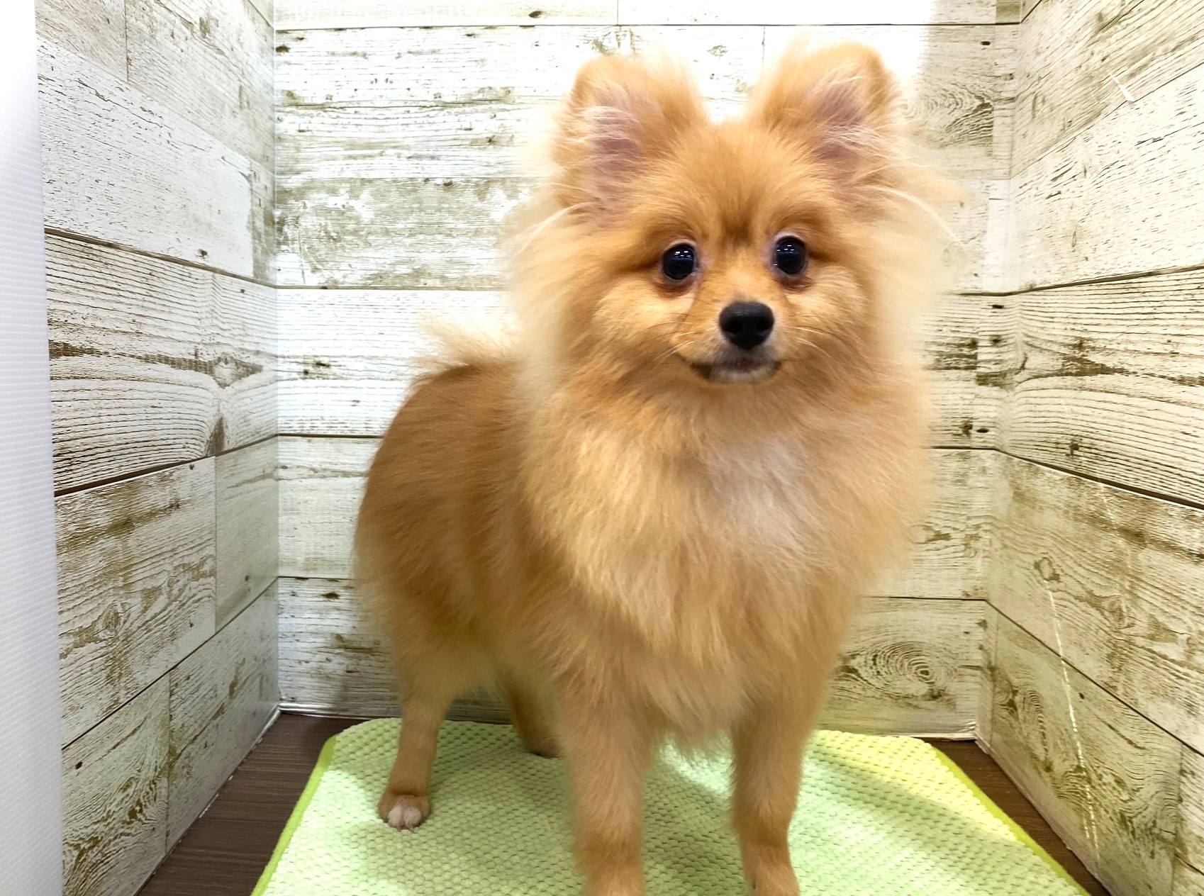 奈良県のポメラニアン (マルエスペット ヒルステップ生駒店/2025年3月31日生まれ/女の子/オレンジ)の子犬の4枚目の画像