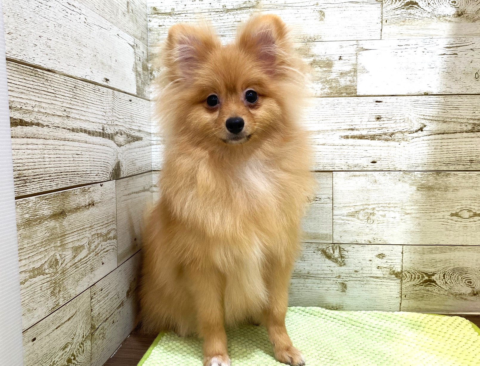 奈良県のポメラニアン (マルエスペット ヒルステップ生駒店/2025年3月31日生まれ/女の子/オレンジ)の子犬の3枚目の画像
