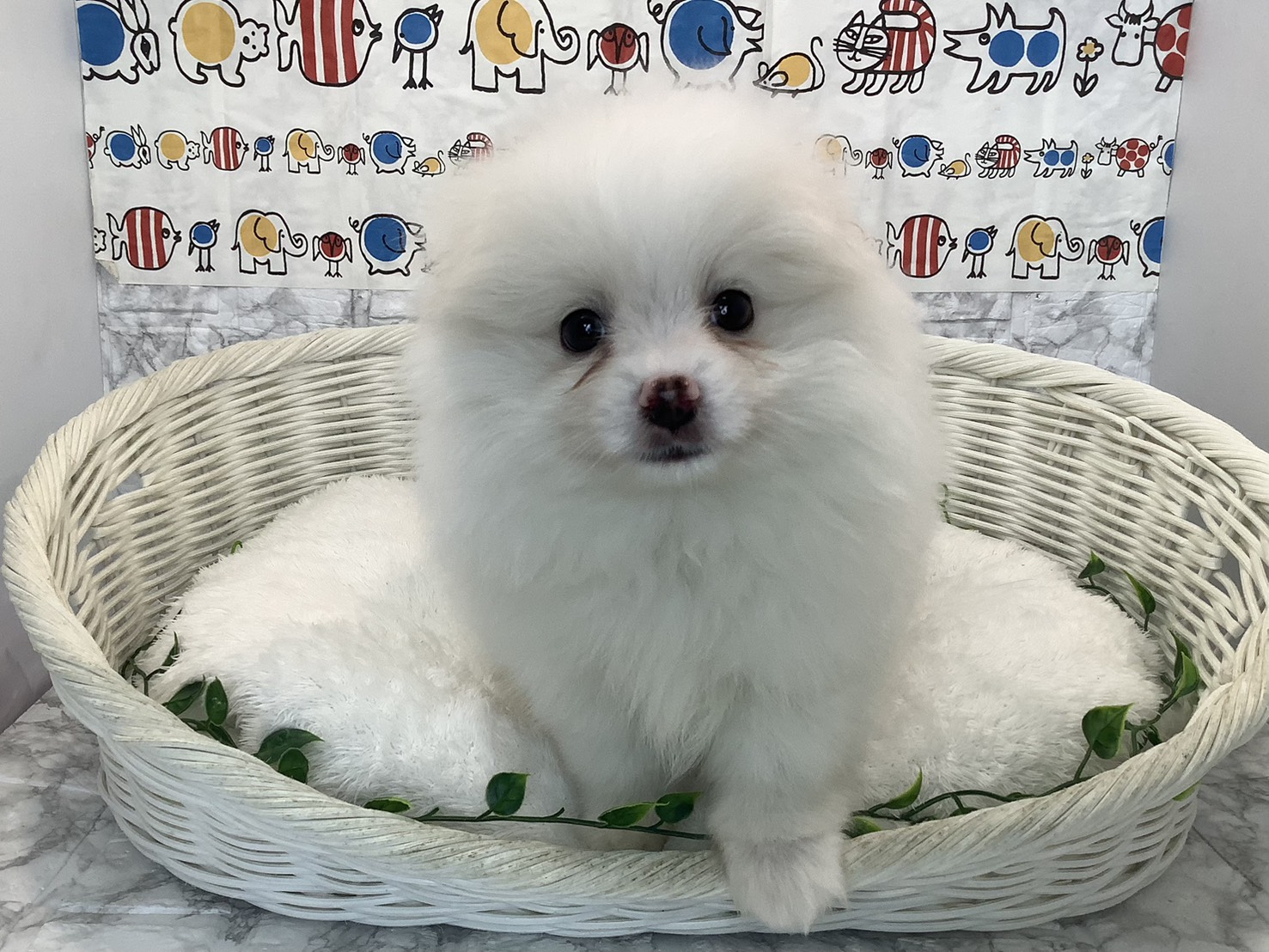 静岡県のポメラニアン (マルエスペット富士店/2025年9月6日生まれ/男の子/クリーム)の子犬の1枚目の画像