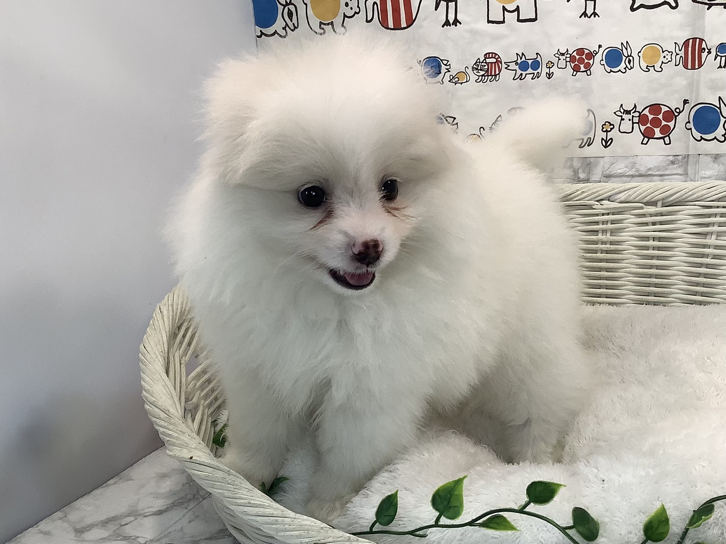 静岡県のポメラニアン (マルエスペット富士店/2025年9月6日生まれ/男の子/クリーム)の子犬の3枚目の画像