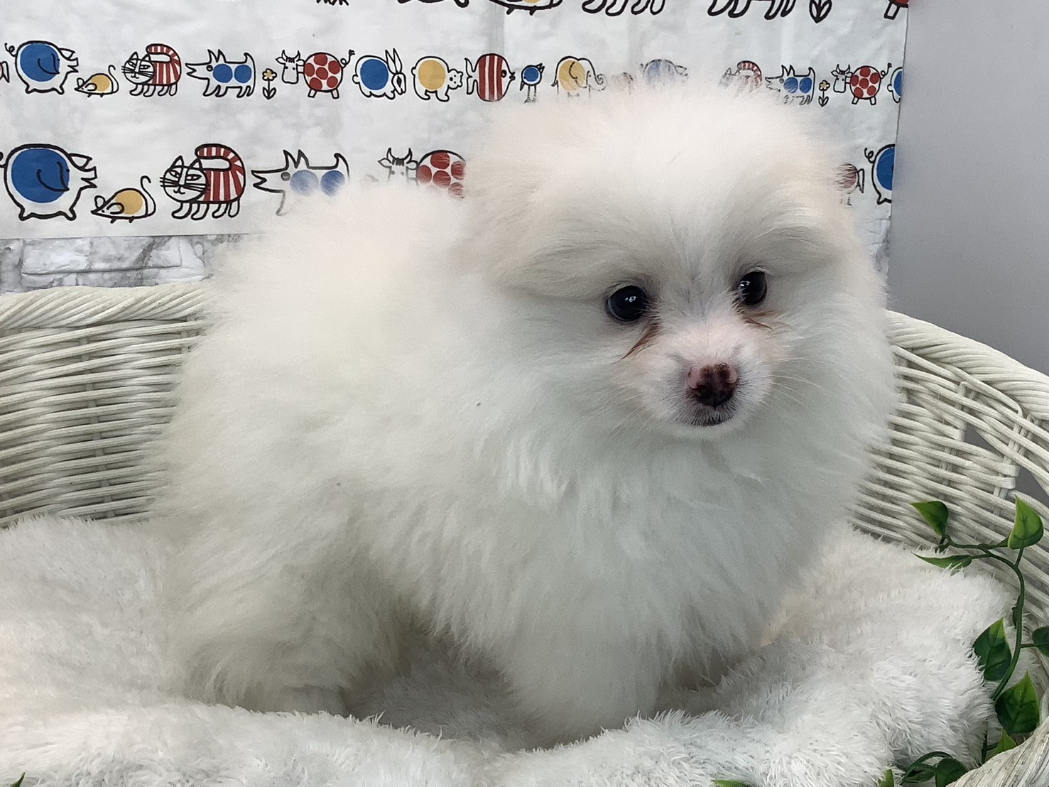 静岡県のポメラニアン (マルエスペット富士店/2025年9月6日生まれ/男の子/クリーム)の子犬の2枚目の画像