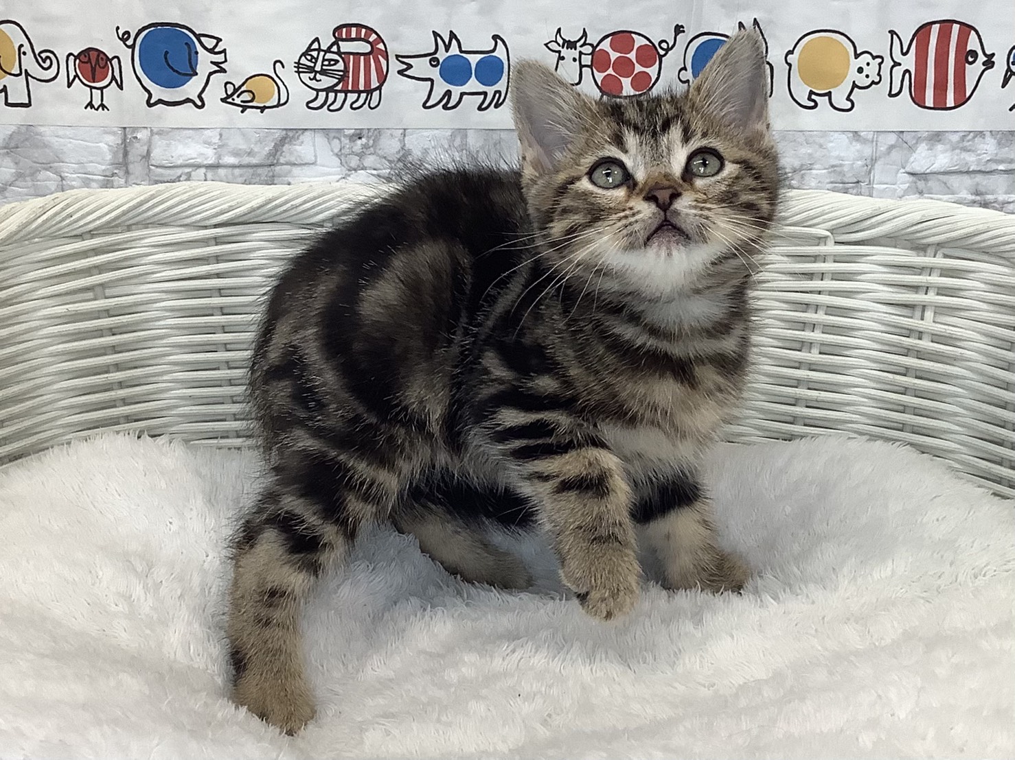 神奈川県のアメリカンショートヘアー (マルエスペット湯河原店/2025年9月4日生まれ/男の子/ブラウンタビー)の子猫の2枚目の画像