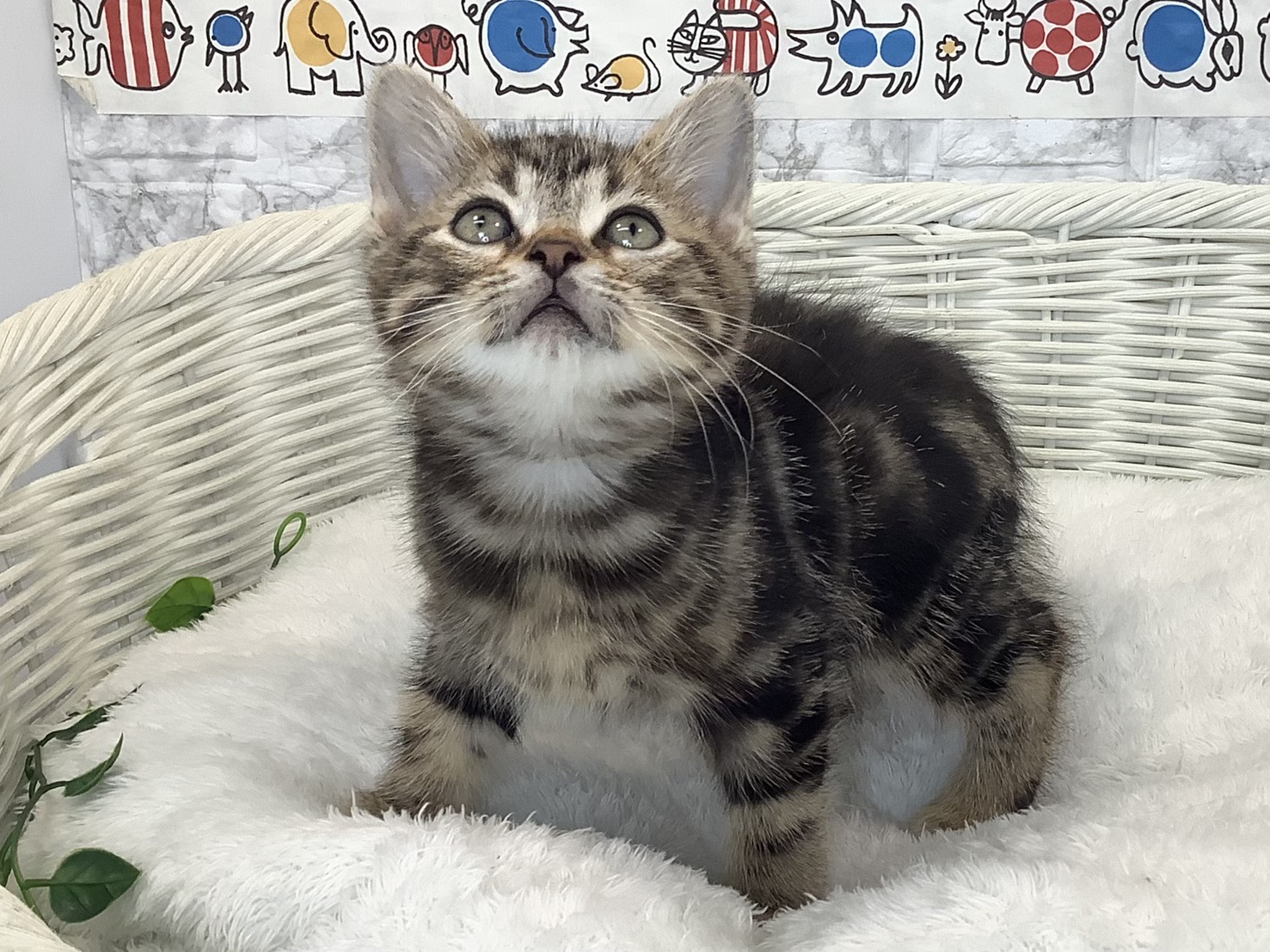 神奈川県のアメリカンショートヘアー (マルエスペット湯河原店/2025年9月4日生まれ/男の子/ブラウンタビー)の子猫の3枚目の画像