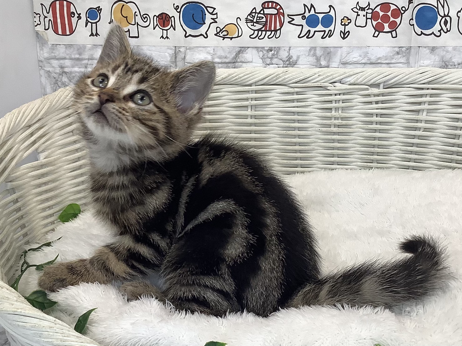 広島県のアメリカンショートヘアー (マルエスペット広島段原ショッピングセンター店/2025年9月4日生まれ/男の子/ブラウンタビー)の子猫の3枚目の画像