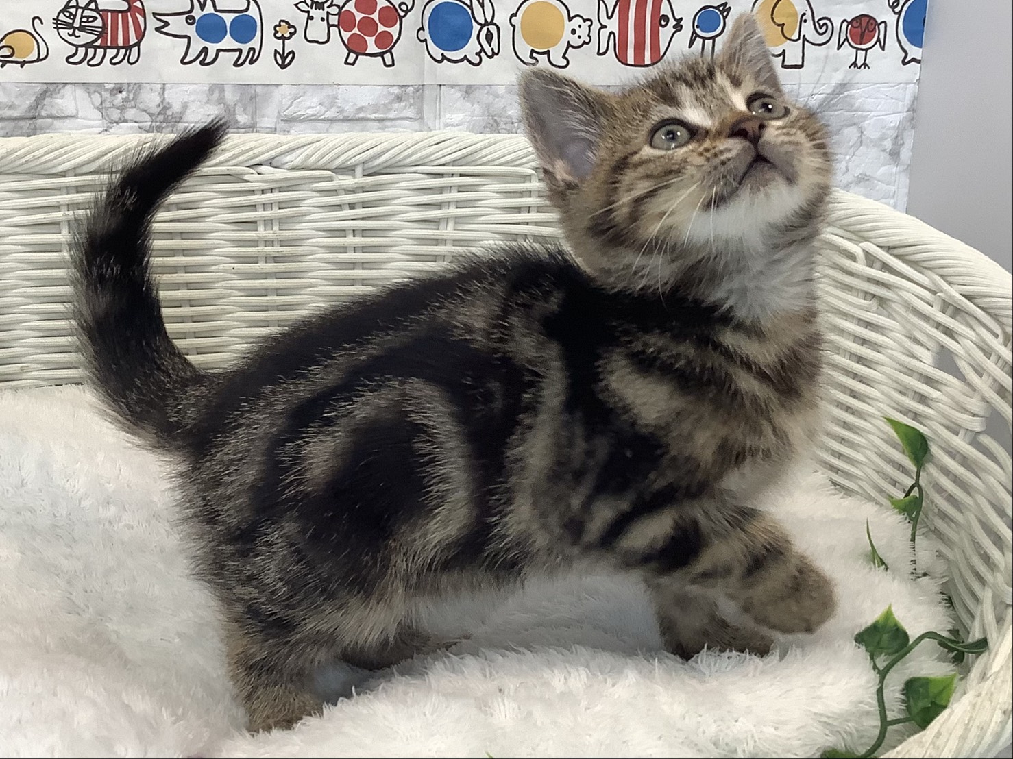 広島県のアメリカンショートヘアー (マルエスペット広島段原ショッピングセンター店/2025年9月4日生まれ/男の子/ブラウンタビー)の子猫の2枚目の画像