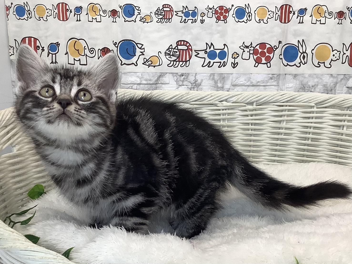 神奈川県のアメリカンショートヘアー (マルエスペット相模大野店/2025年9月4日生まれ/男の子/シルバータビー)の子猫の3枚目の画像