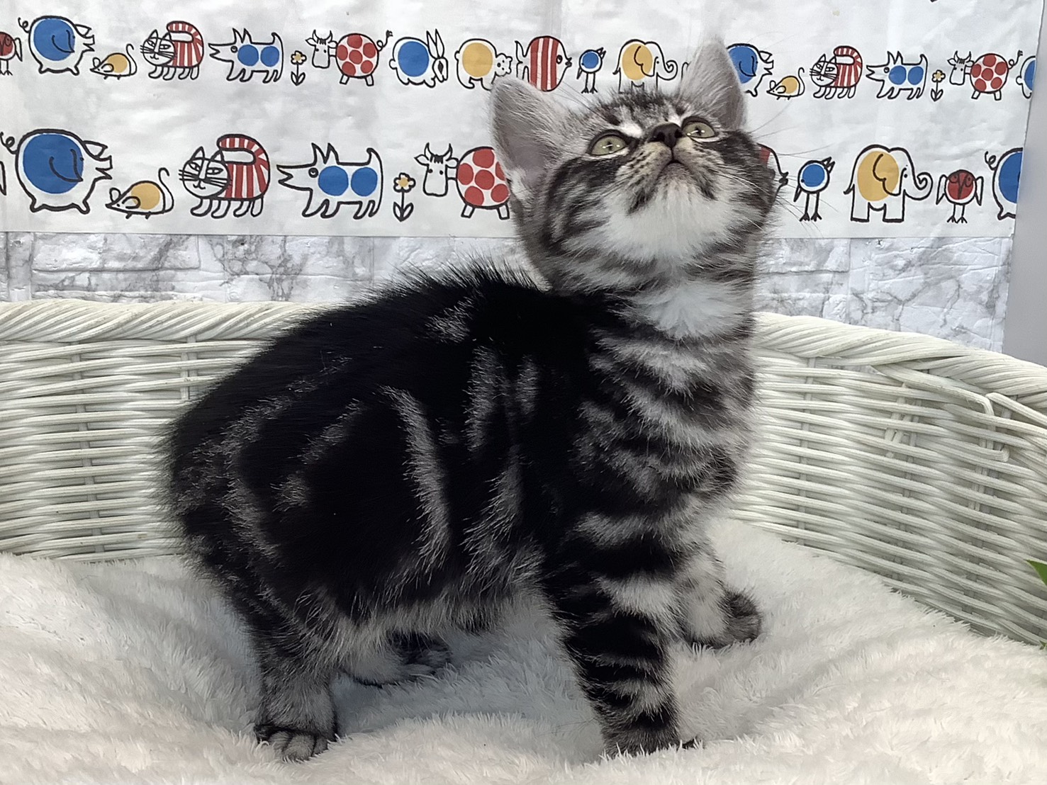 神奈川県のアメリカンショートヘアー (マルエスペット相模大野店/2025年9月4日生まれ/男の子/シルバータビー)の子猫の2枚目の画像