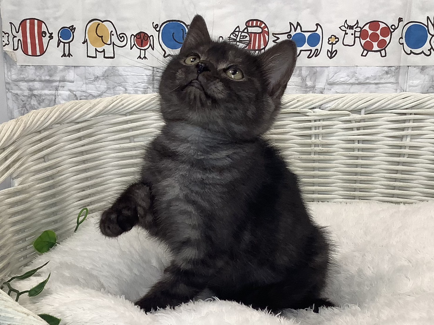 静岡県のアメリカンショートヘアー (マルエスペット富士見台店/2025年9月1日生まれ/女の子/ブラックスモーク)の子猫の3枚目の画像