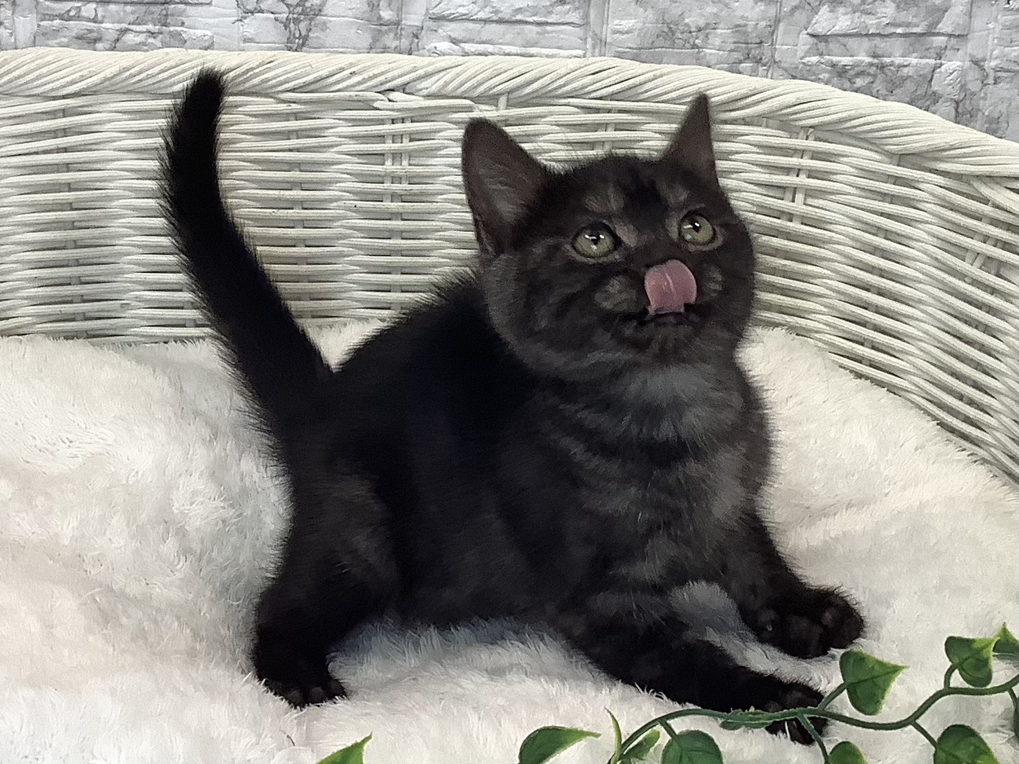 静岡県のアメリカンショートヘアー (マルエスペット富士見台店/2025年9月1日生まれ/女の子/ブラックスモーク)の子猫の2枚目の画像