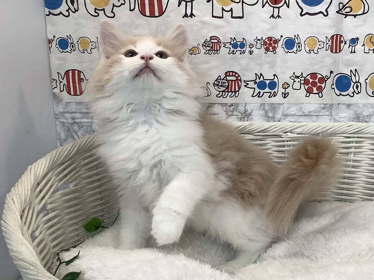 静岡県のノルウェージャンフォレストキャット (マルエスペットホームアシスト店/2025年8月29日生まれ/男の子/クリームホワイト)の子猫の3枚目の画像
