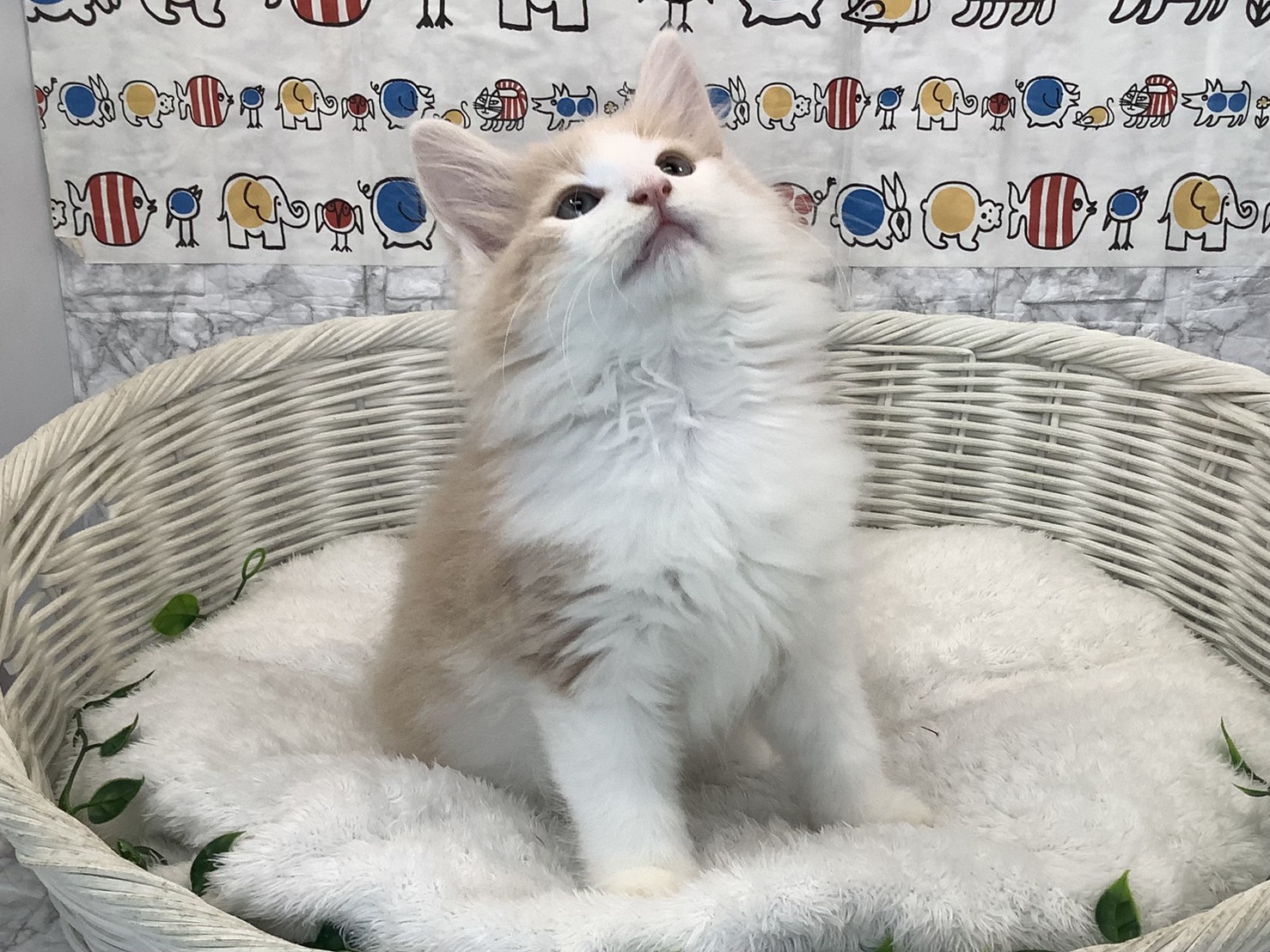 静岡県のノルウェージャンフォレストキャット (マルエスペットホームアシスト店/2025年8月29日生まれ/男の子/クリームホワイト)の子猫の2枚目の画像