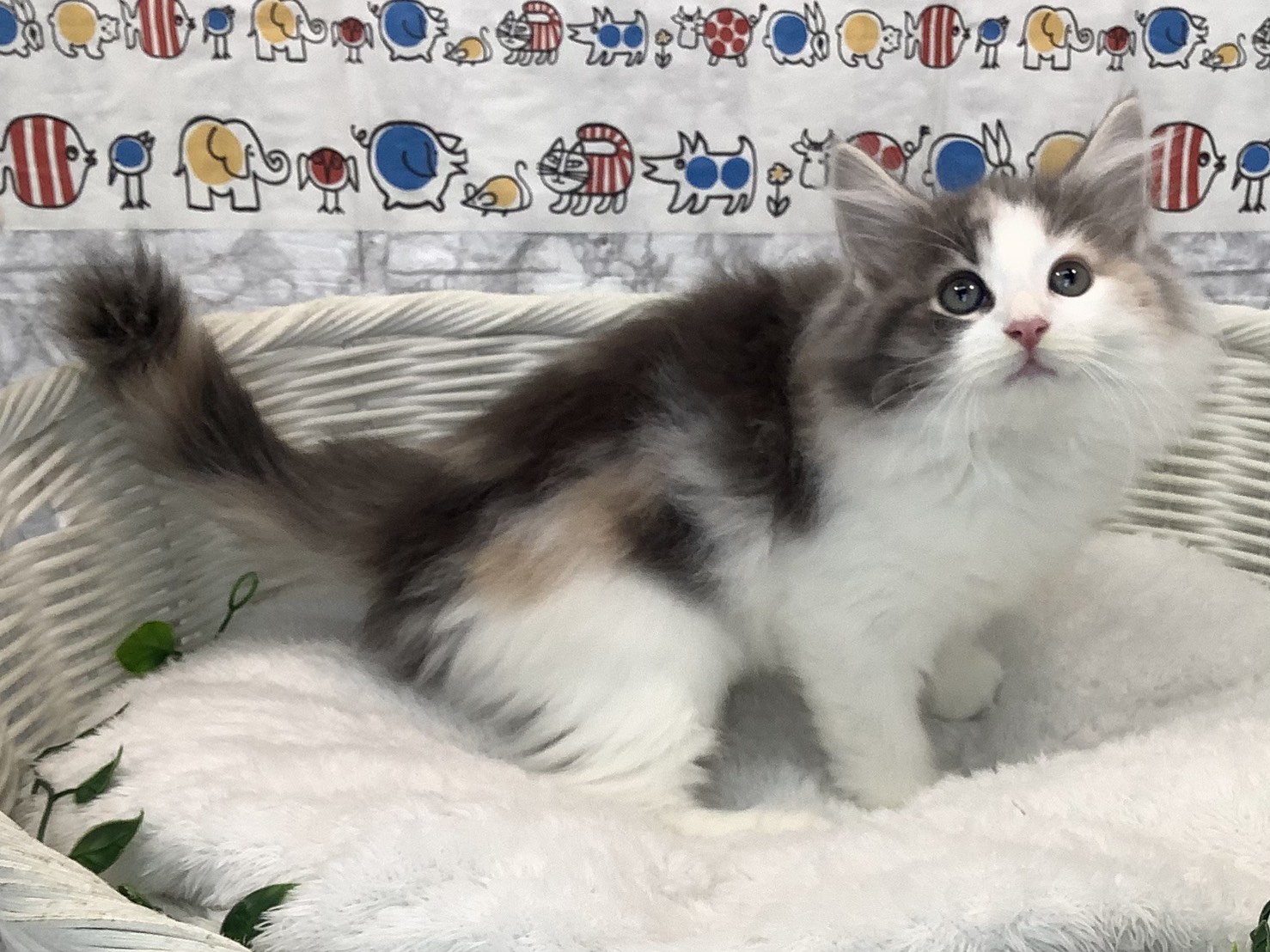 奈良県のノルウェージャンフォレストキャット (マルエスペット 押熊店/2025年8月29日生まれ/女の子/ブルーパッチドタビーホワイト)の子猫の2枚目の画像