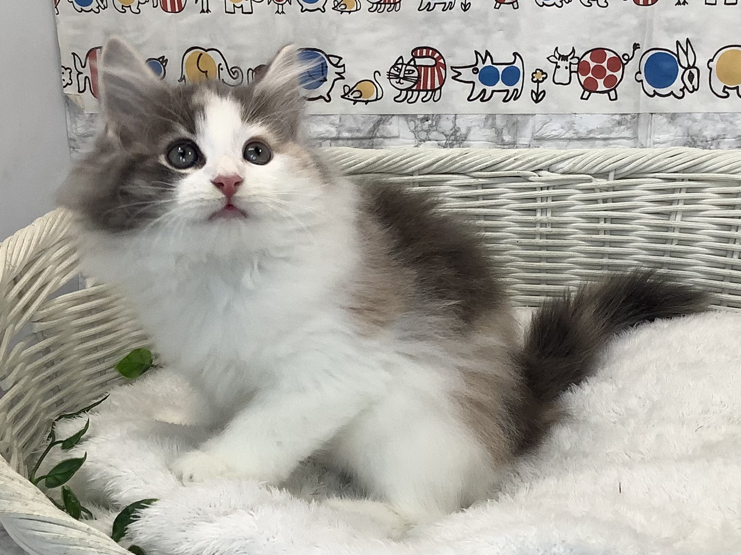 奈良県のノルウェージャンフォレストキャット (マルエスペット 押熊店/2025年8月29日生まれ/女の子/ブルーパッチドタビーホワイト)の子猫の3枚目の画像