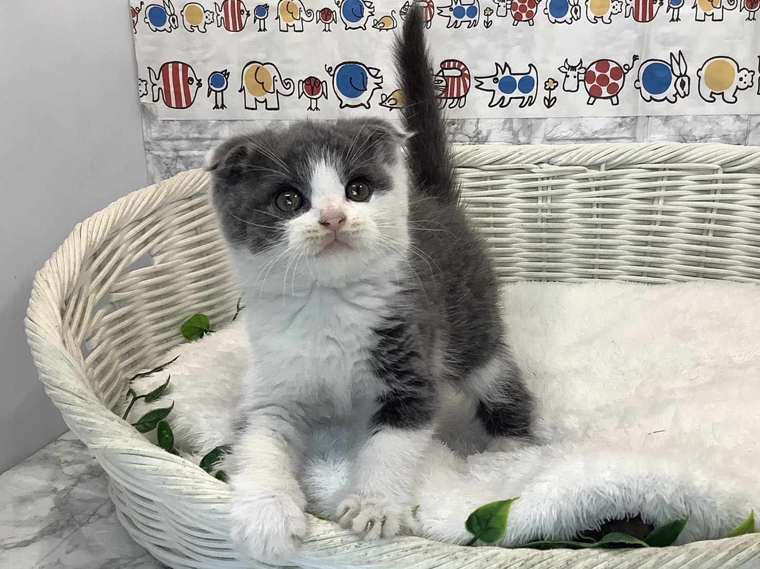 奈良県のスコティッシュフォールド (ペットアミ生駒店/2025年9月8日生まれ/男の子/ブルーホワイト)の子猫の3枚目の画像