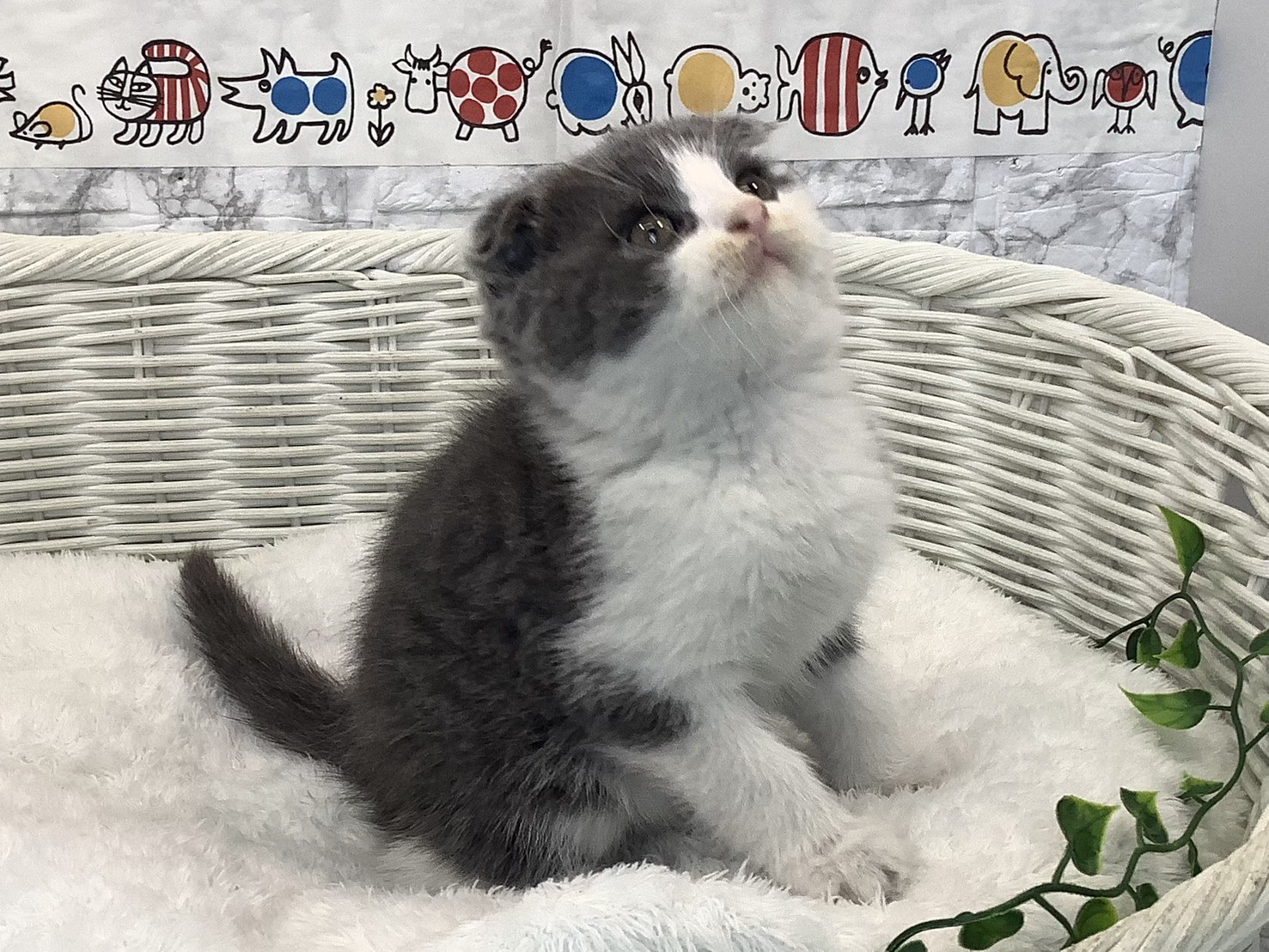 奈良県のスコティッシュフォールド (ペットアミ生駒店/2025年9月8日生まれ/男の子/ブルーホワイト)の子猫の2枚目の画像