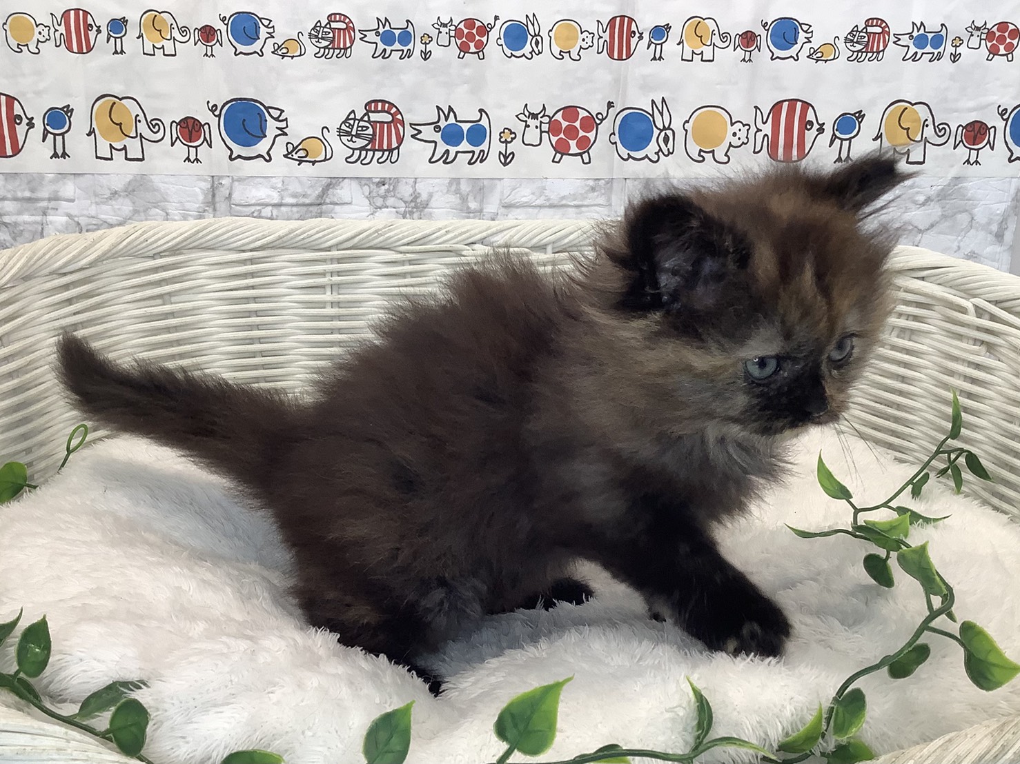 神奈川県のミヌエット (マルエスペット湯河原店/2025年9月7日生まれ/女の子/トーティー)の子猫の2枚目の画像