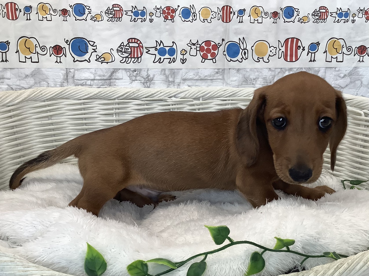 奈良県のミニチュアダックスフンド(スムース) (マルエスペット いかるが店/2025年9月5日生まれ/男の子/レッド)の子犬の2枚目の画像