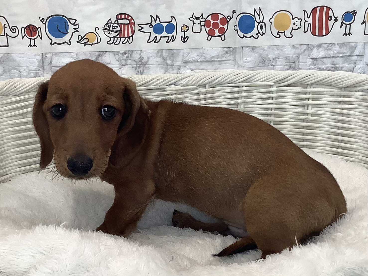 奈良県のミニチュアダックスフンド(スムース) (マルエスペット いかるが店/2025年9月5日生まれ/男の子/レッド)の子犬の3枚目の画像