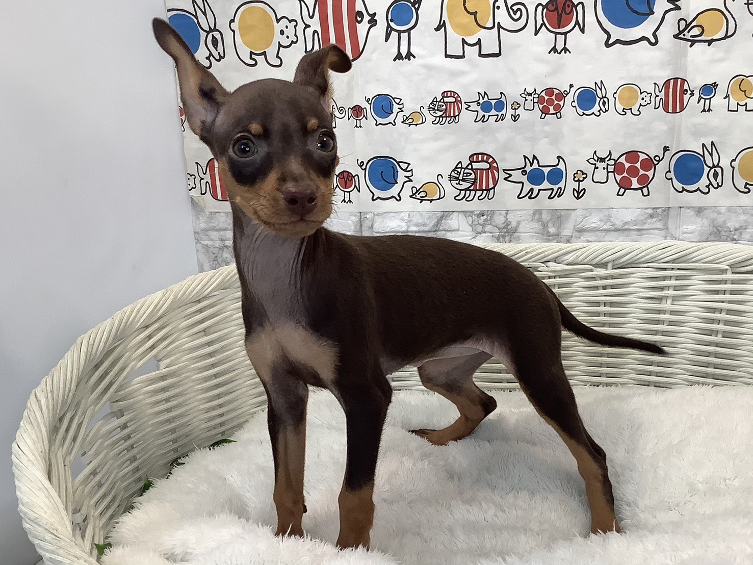 神奈川県のミニチュアピンシャー (マルエスペット相模大野店/2025年9月6日生まれ/女の子/チョコレートタン)の子犬の3枚目の画像