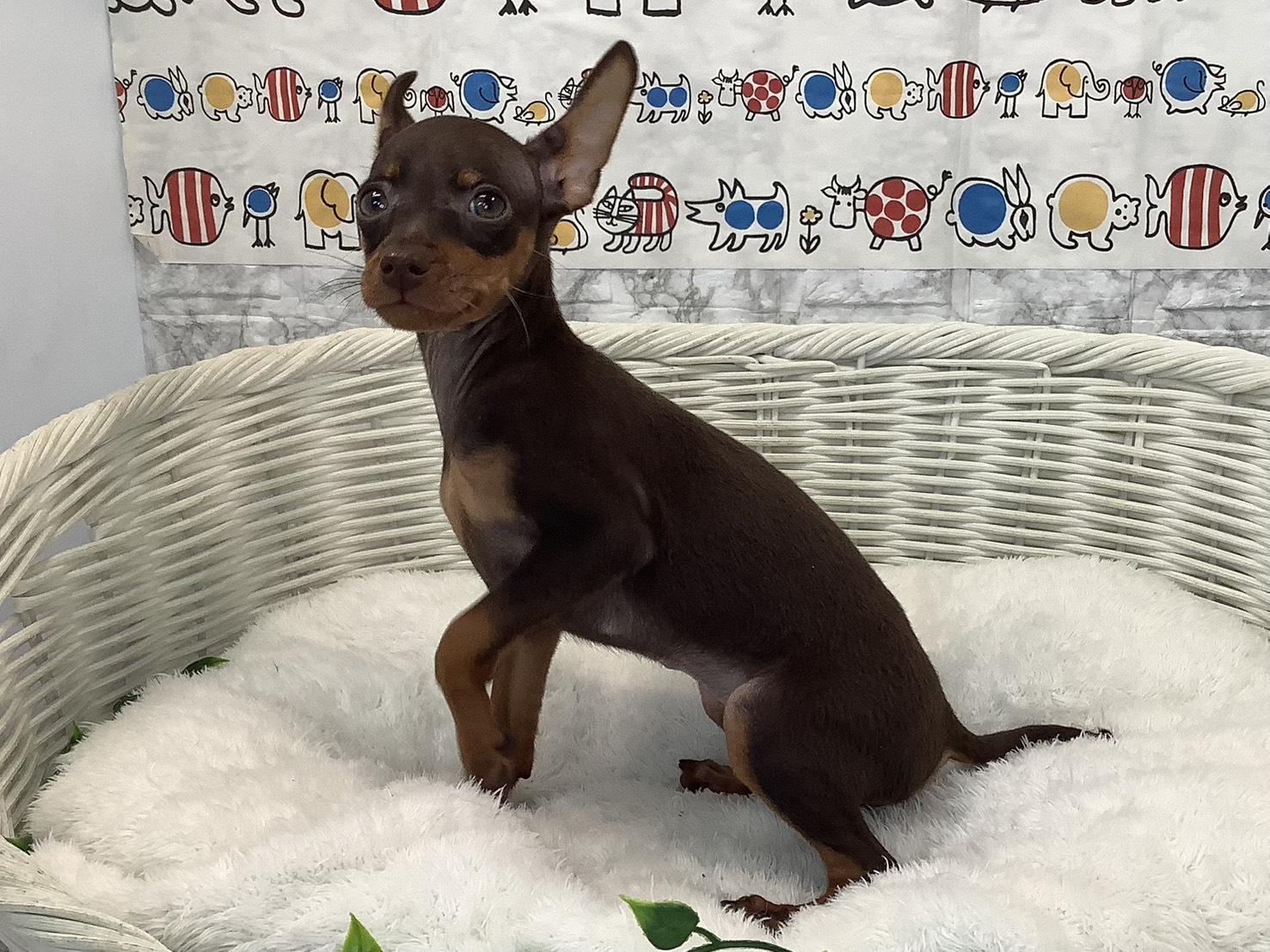 愛知県のミニチュアピンシャー (ペッツワン岡崎美合店/2025年9月6日生まれ/女の子/チョコレートタン)の子犬の3枚目の画像