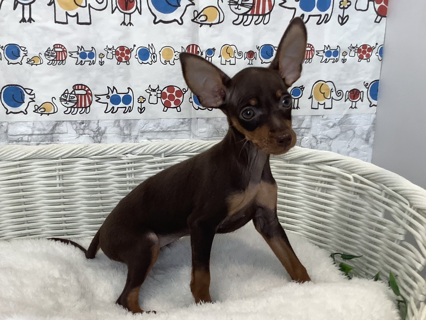 愛知県のミニチュアピンシャー (ペッツワン岡崎美合店/2025年9月6日生まれ/女の子/チョコレートタン)の子犬の2枚目の画像
