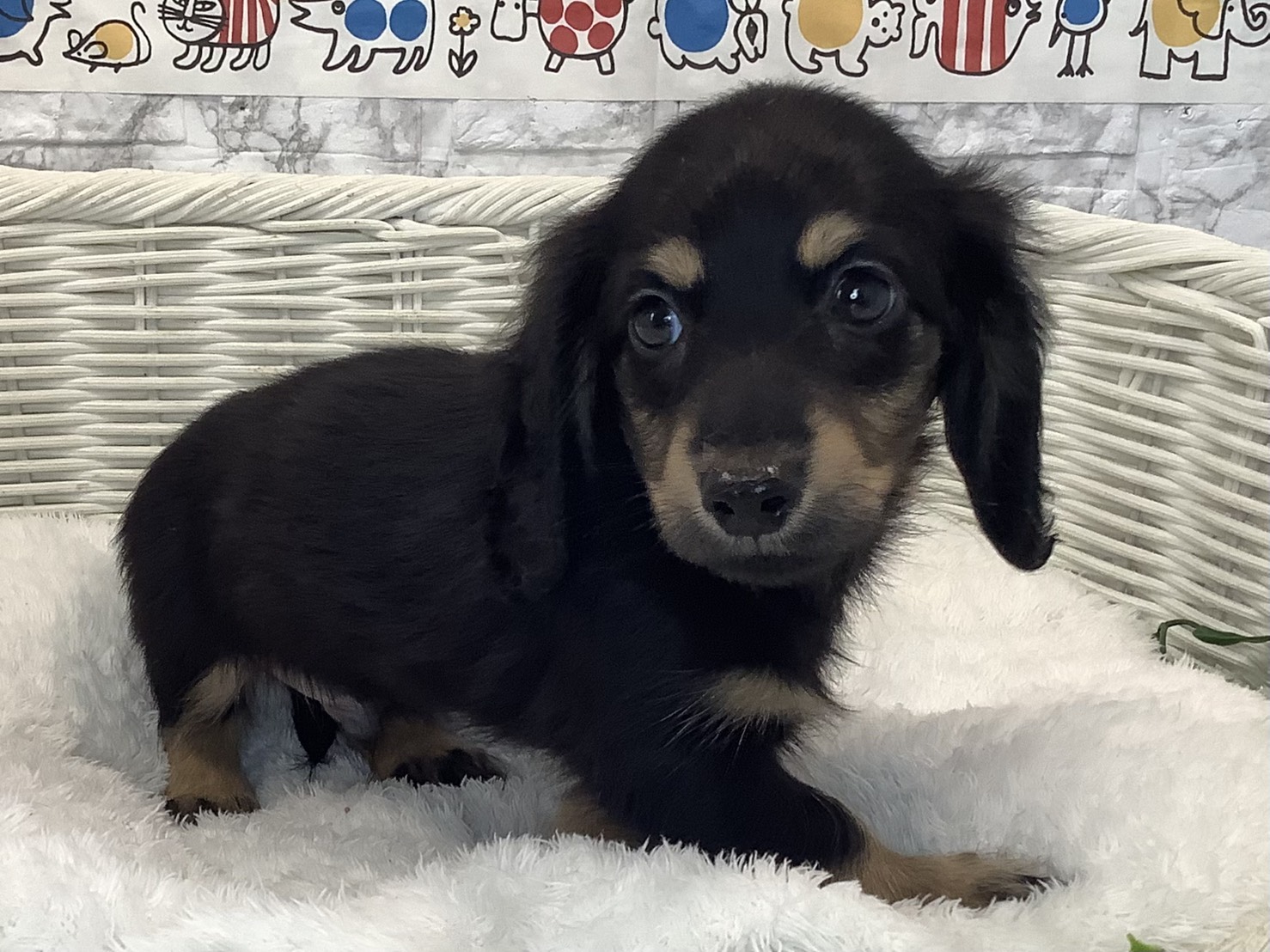 奈良県のミニチュアダックスフンド(ロング) (マルエスペット 押熊店/2025年9月5日生まれ/男の子/ブラックイエロー)の子犬の2枚目の画像