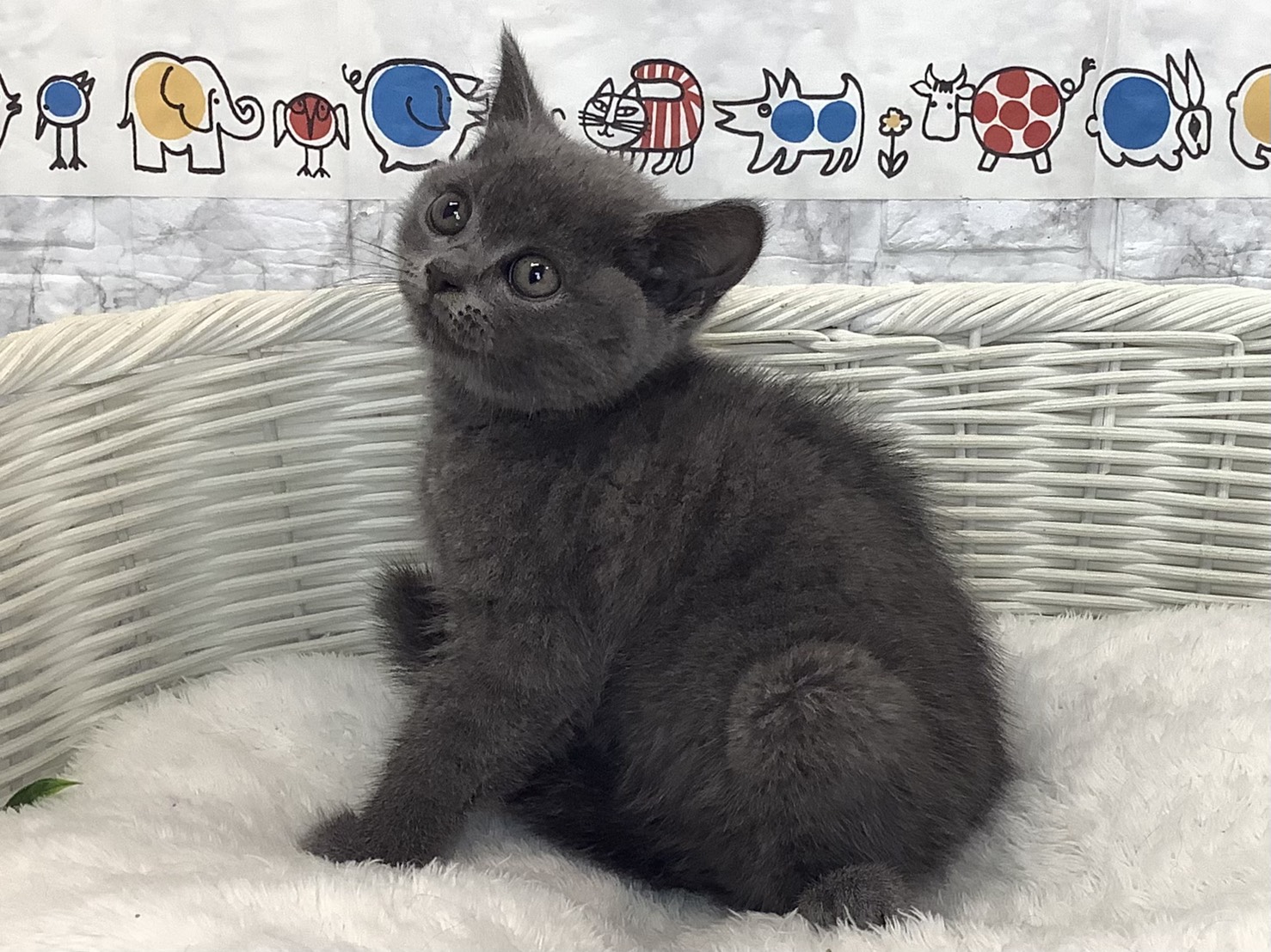 奈良県のブリティッシュショートヘアー (マルエスペット ヒルステップ生駒店/2025年8月4日生まれ/女の子/ブルー)の子猫の3枚目の画像