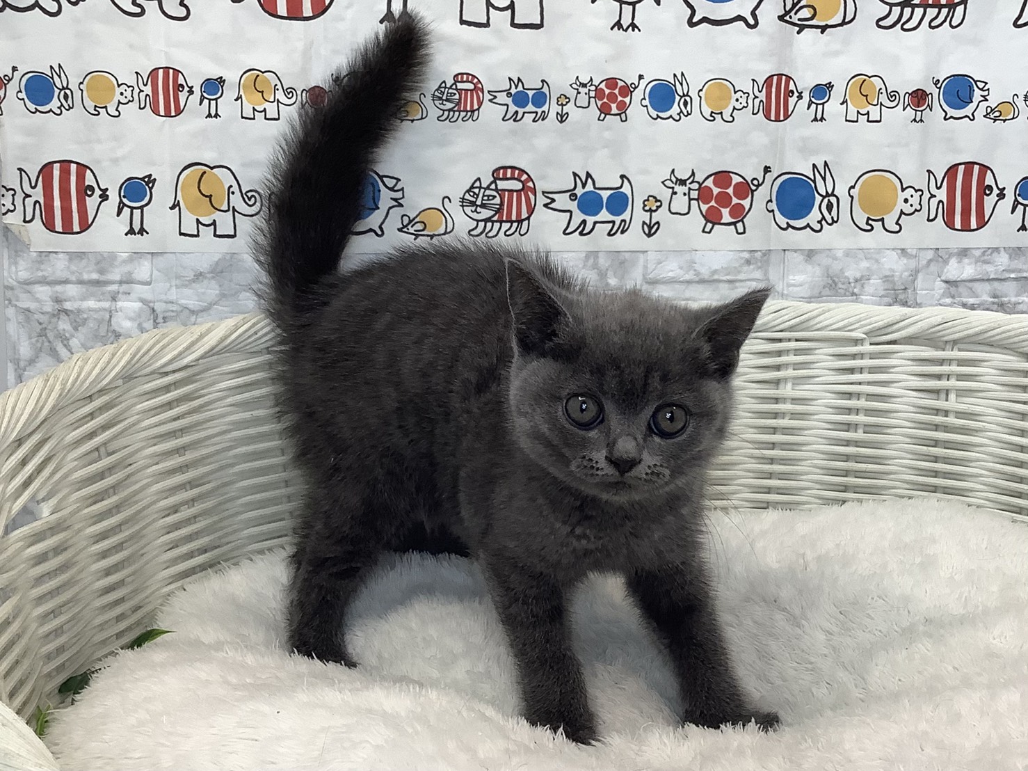 奈良県のブリティッシュショートヘアー (マルエスペット ヒルステップ生駒店/2025年8月4日生まれ/女の子/ブルー)の子猫の2枚目の画像