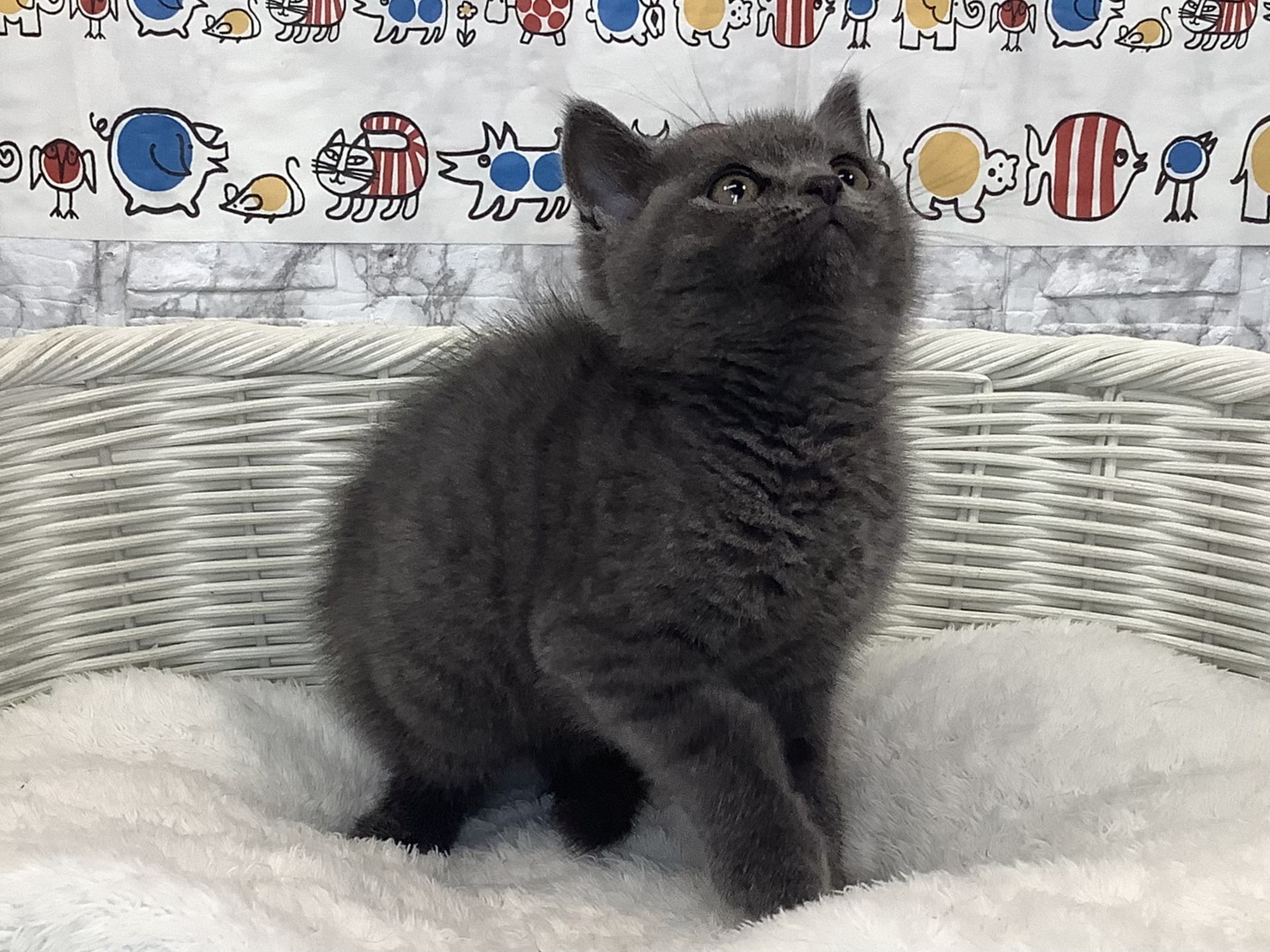 奈良県のブリティッシュショートヘアー (マルエスペット はんな店/2025年8月4日生まれ/男の子/ブルー)の子猫の2枚目の画像