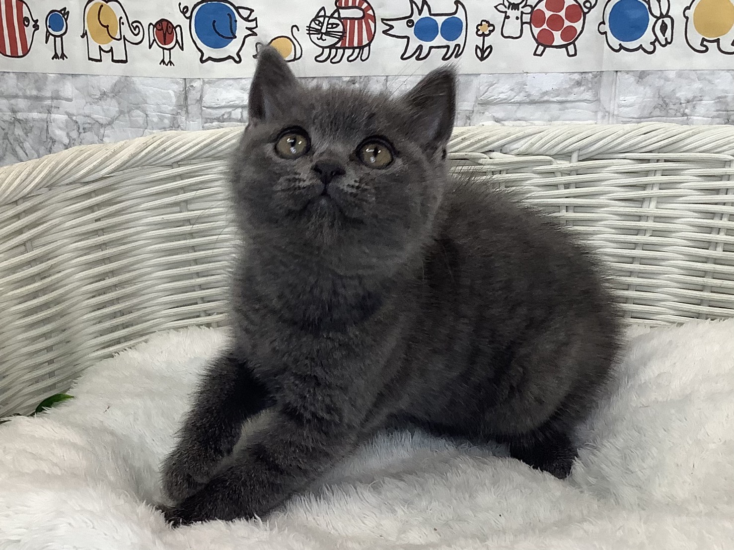 奈良県のブリティッシュショートヘアー (マルエスペット はんな店/2025年8月4日生まれ/男の子/ブルー)の子猫の3枚目の画像
