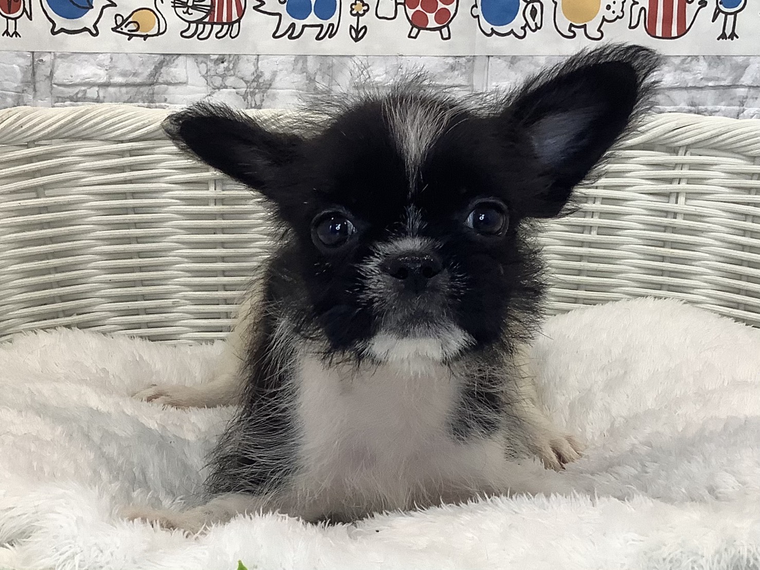 愛知県のハーフ犬・ミックス犬 (ペッツワン岡崎美合店/2025年8月31日生まれ/男の子/ホワイトブラック)の子犬の1枚目の画像