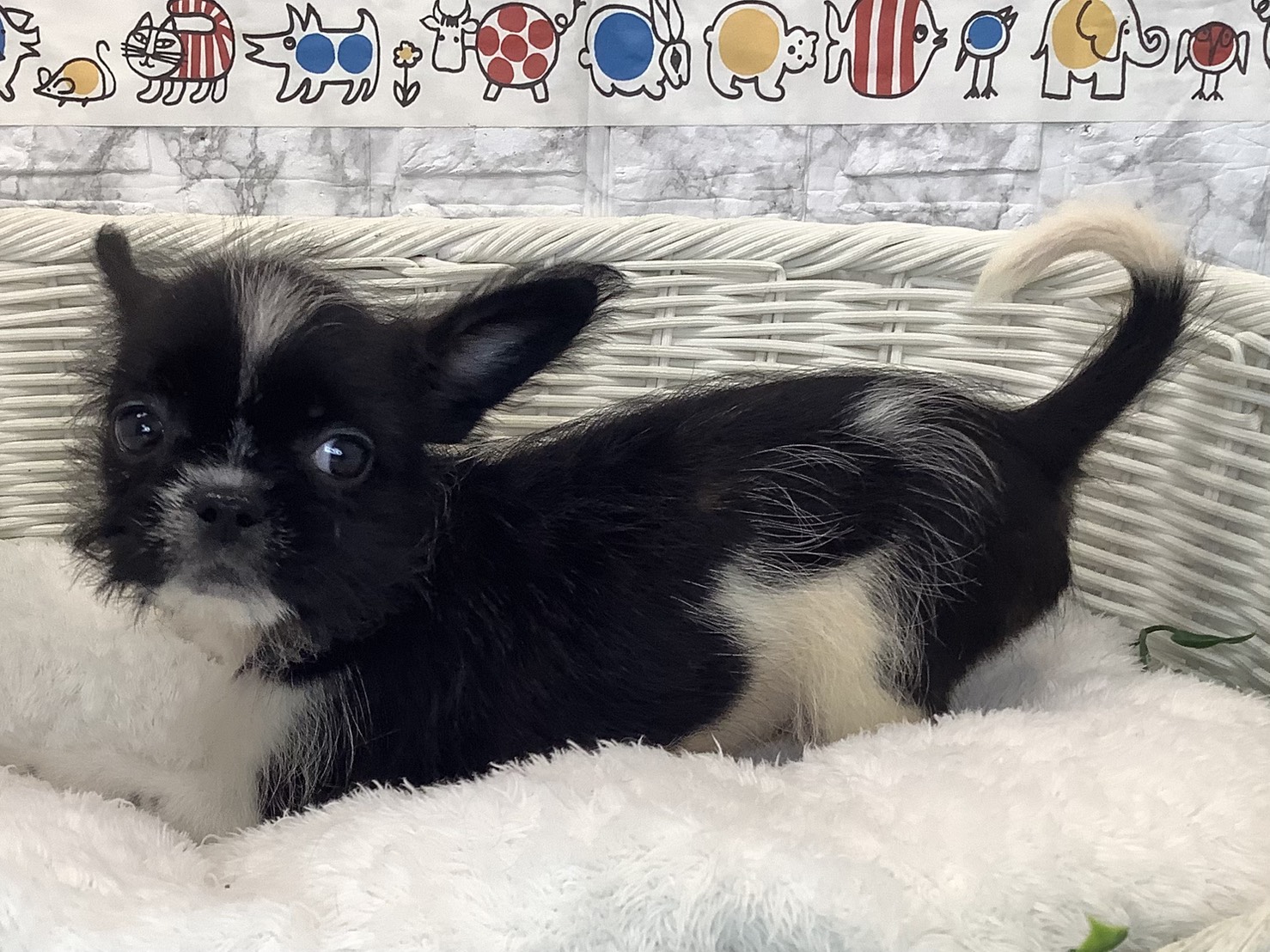 愛知県のハーフ犬・ミックス犬 (ペッツワン岡崎美合店/2025年8月31日生まれ/男の子/ホワイトブラック)の子犬の3枚目の画像