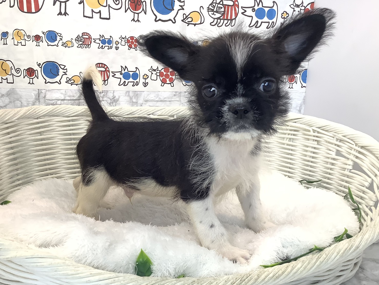 愛知県のハーフ犬・ミックス犬 (ペッツワン岡崎美合店/2025年8月31日生まれ/男の子/ホワイトブラック)の子犬の2枚目の画像