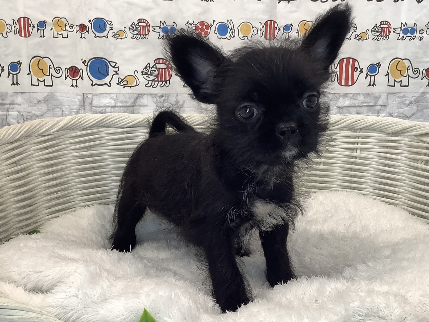 奈良県のハーフ犬・ミックス犬 (マルエスペット いかるが店/2025年8月31日生まれ/女の子/ブリンドル)の子犬の1枚目の画像