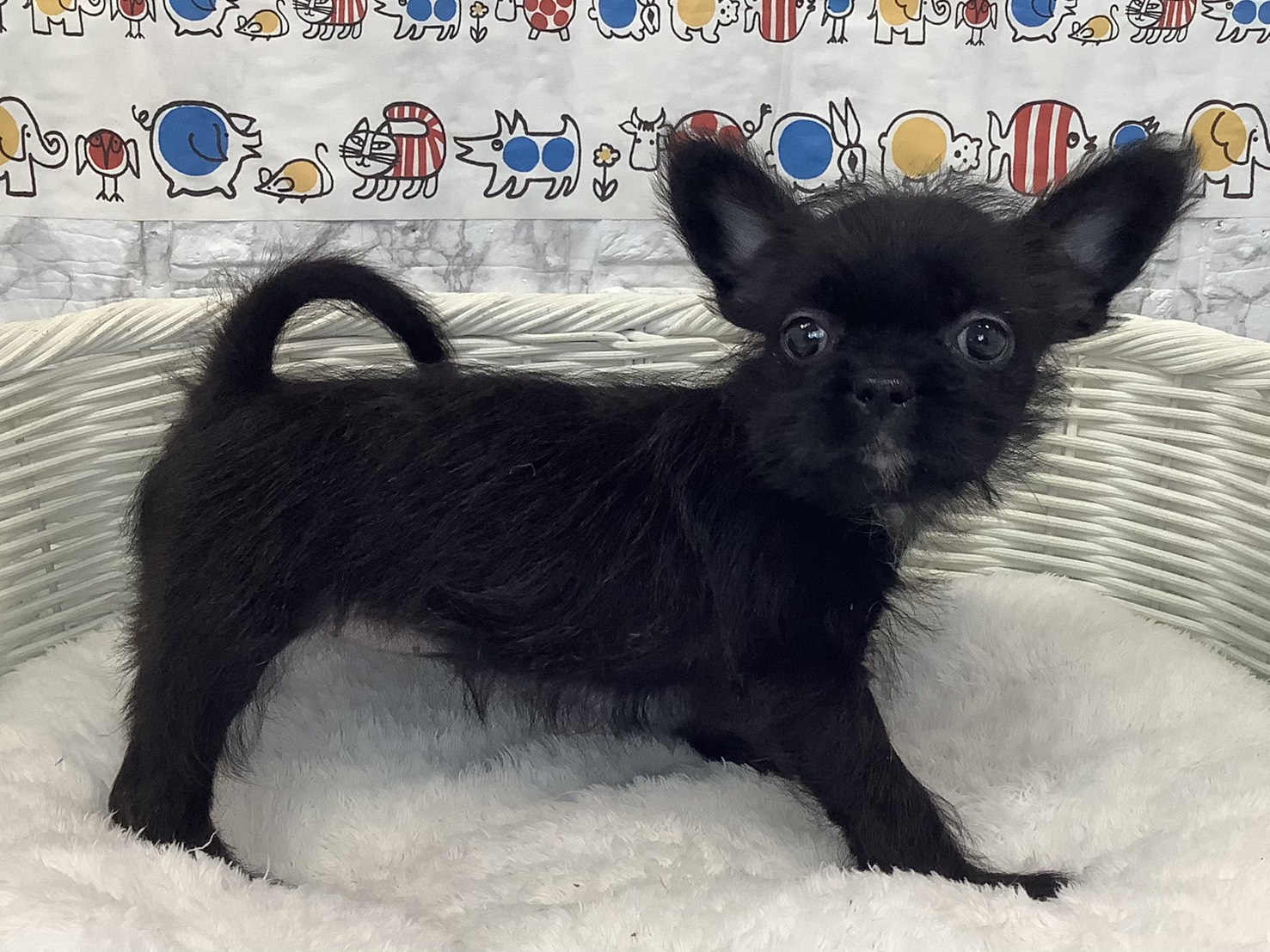 奈良県のハーフ犬・ミックス犬 (マルエスペット いかるが店/2025年8月31日生まれ/女の子/ブリンドル)の子犬の2枚目の画像