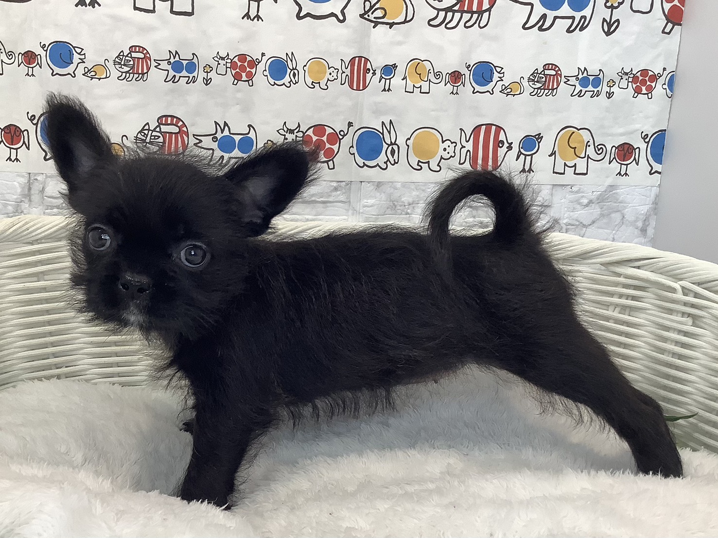 奈良県のハーフ犬・ミックス犬 (マルエスペット いかるが店/2025年8月31日生まれ/女の子/ブリンドル)の子犬の3枚目の画像