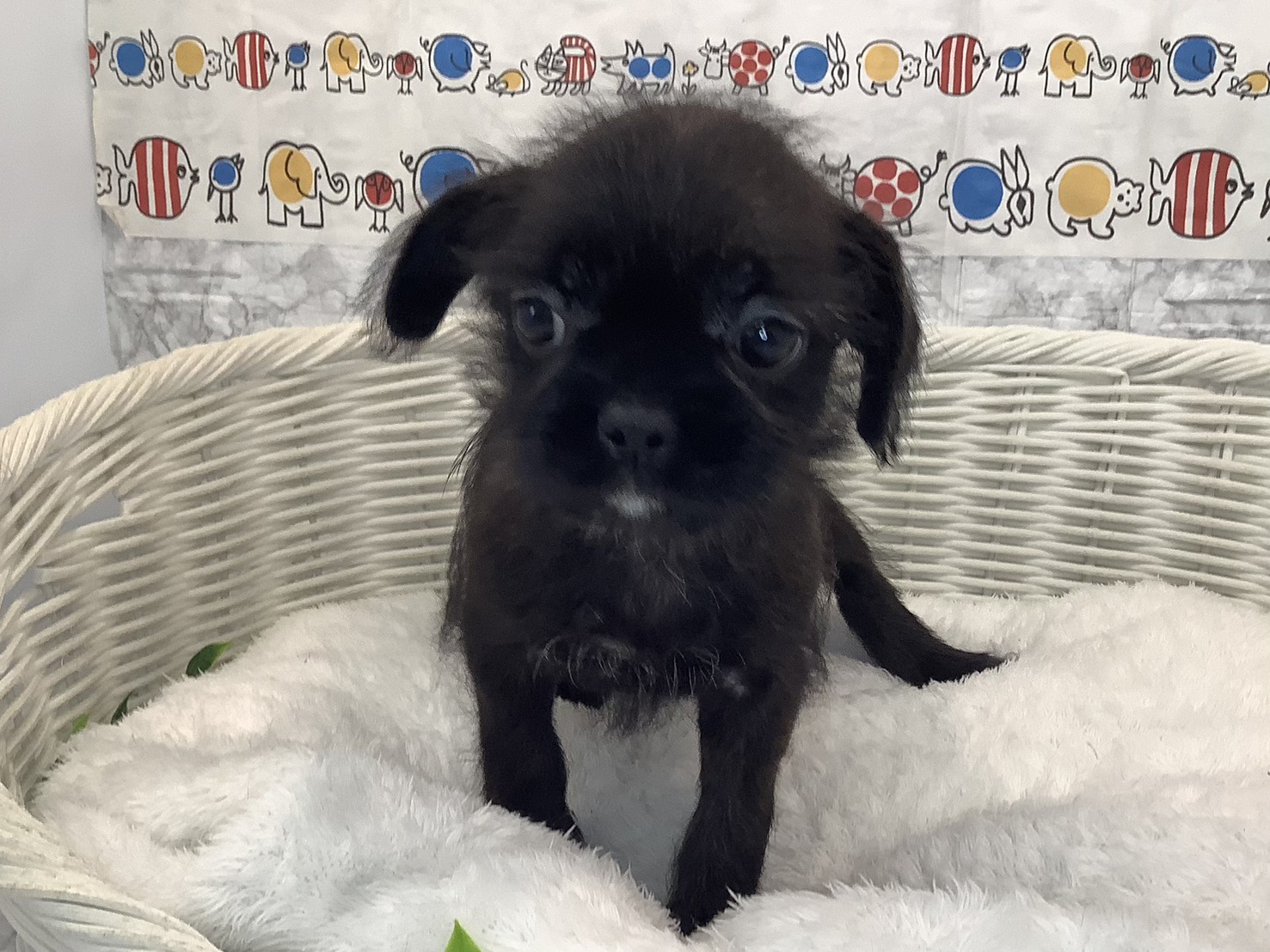 愛知県のハーフ犬・ミックス犬 (ペッツワン岡崎美合店/2025年8月31日生まれ/女の子/ブリンドル)の子犬の3枚目の画像